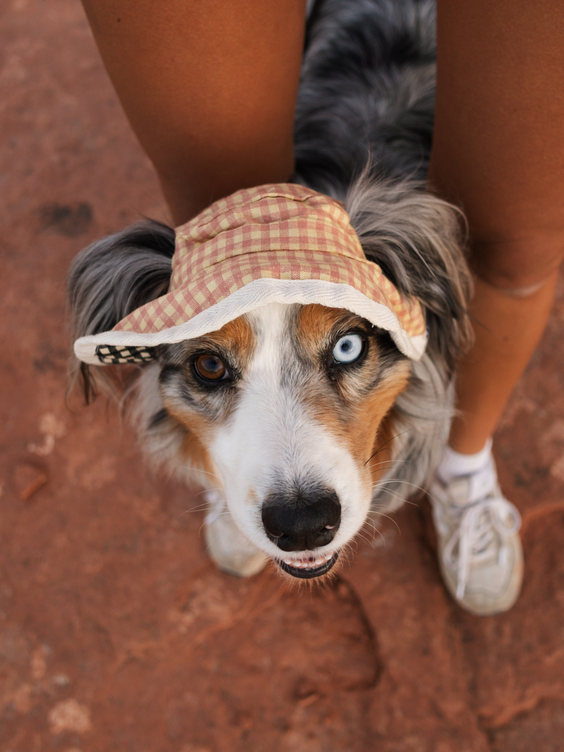 Blue-eyed dog wearing a pink checkered sun hat, sitting on red sand with a person.