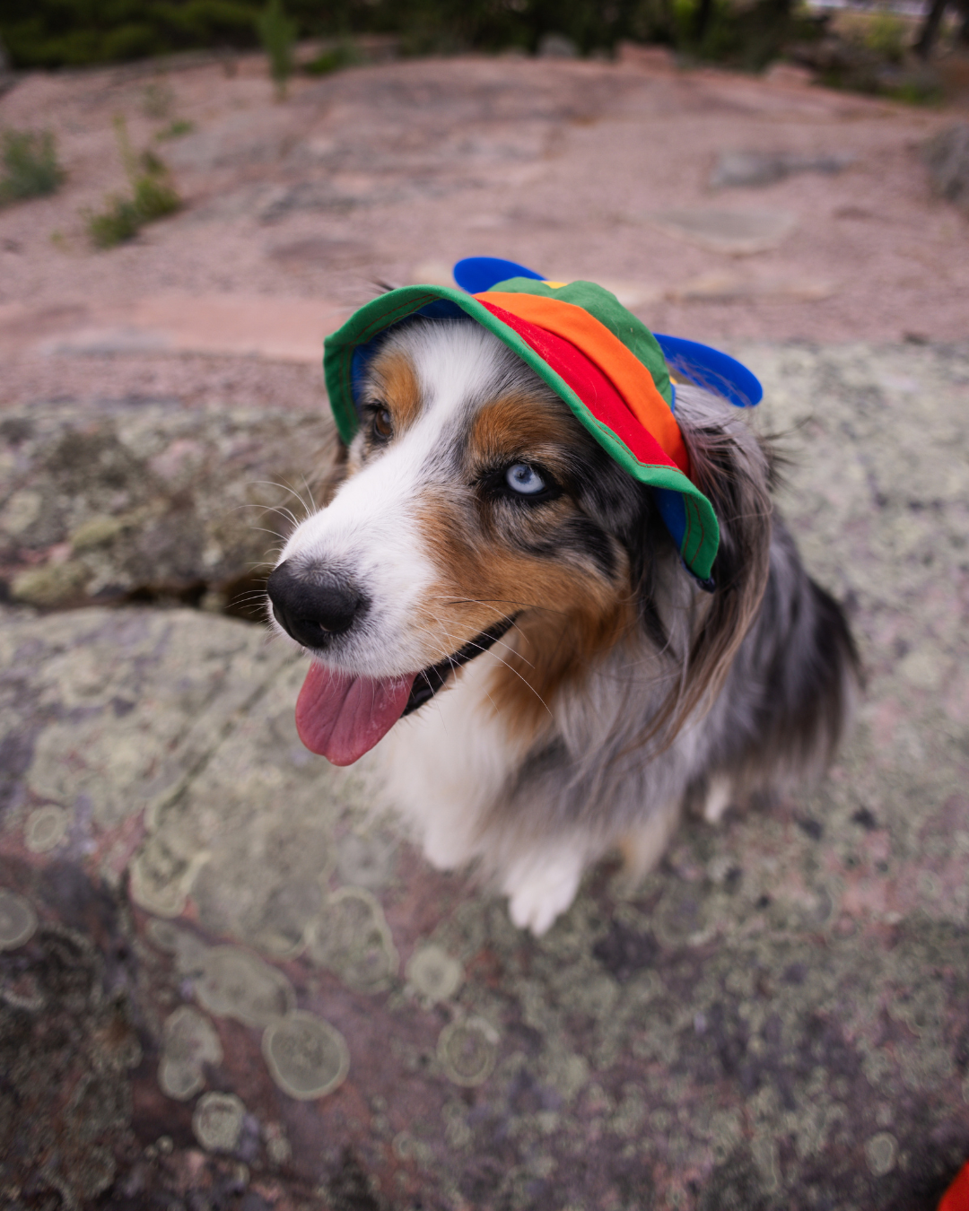 Casquettes rétro à hélice assorties pour chien et propriétaire
