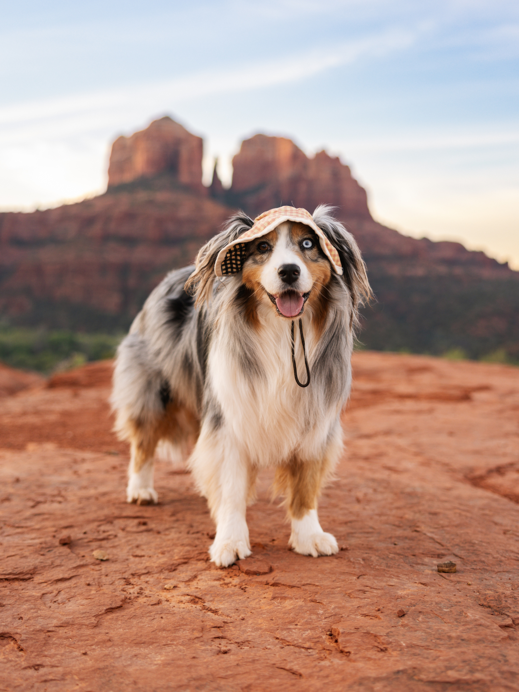 Australian Shepherd wearing a stylish sun hat, standing on red rocks with mountains in the background.