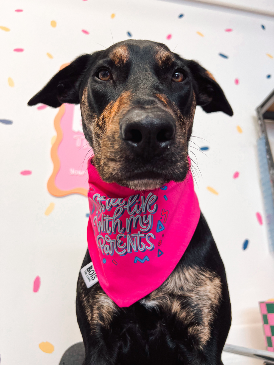 "I Still Live with My Parents" x BubblyType Dog Bandana