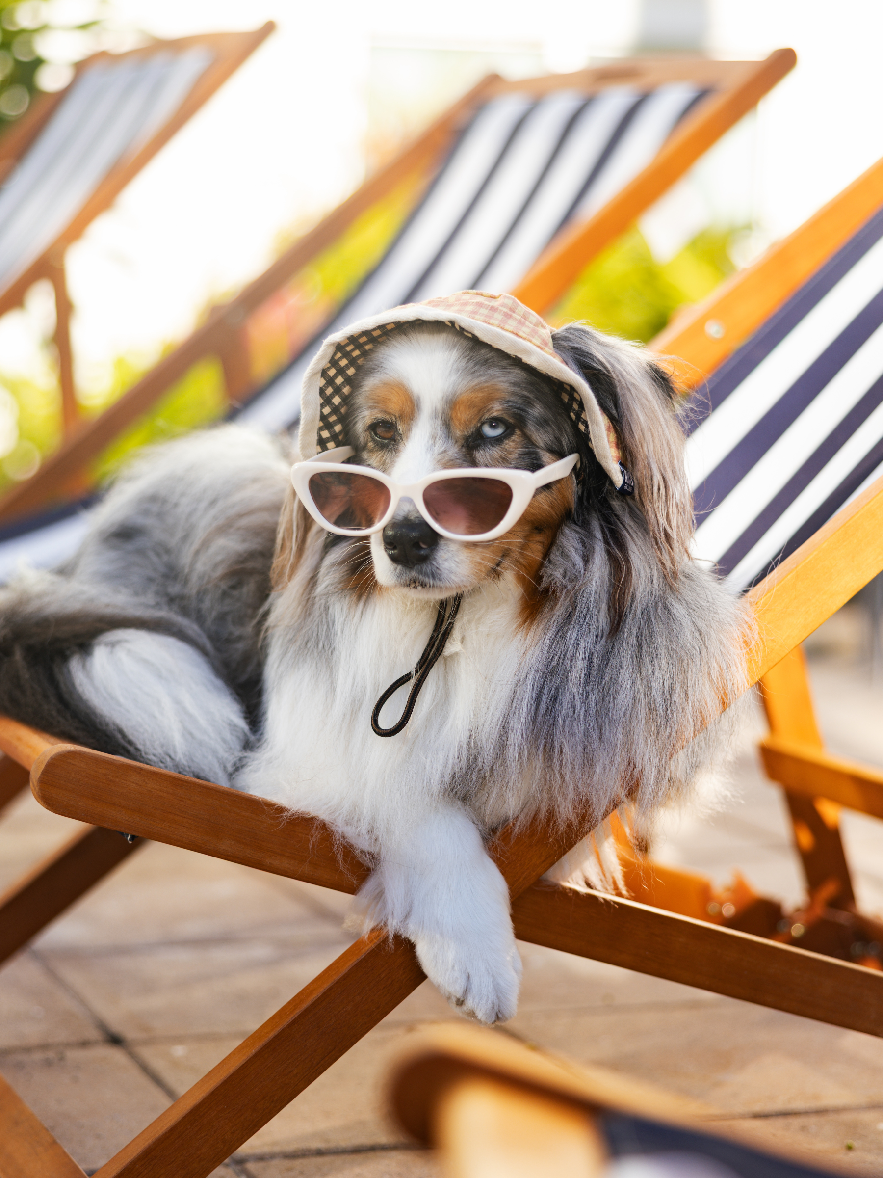 Stylish dog wearing sunglasses and a hat, lounging on a wooden deck chair outdoors.
