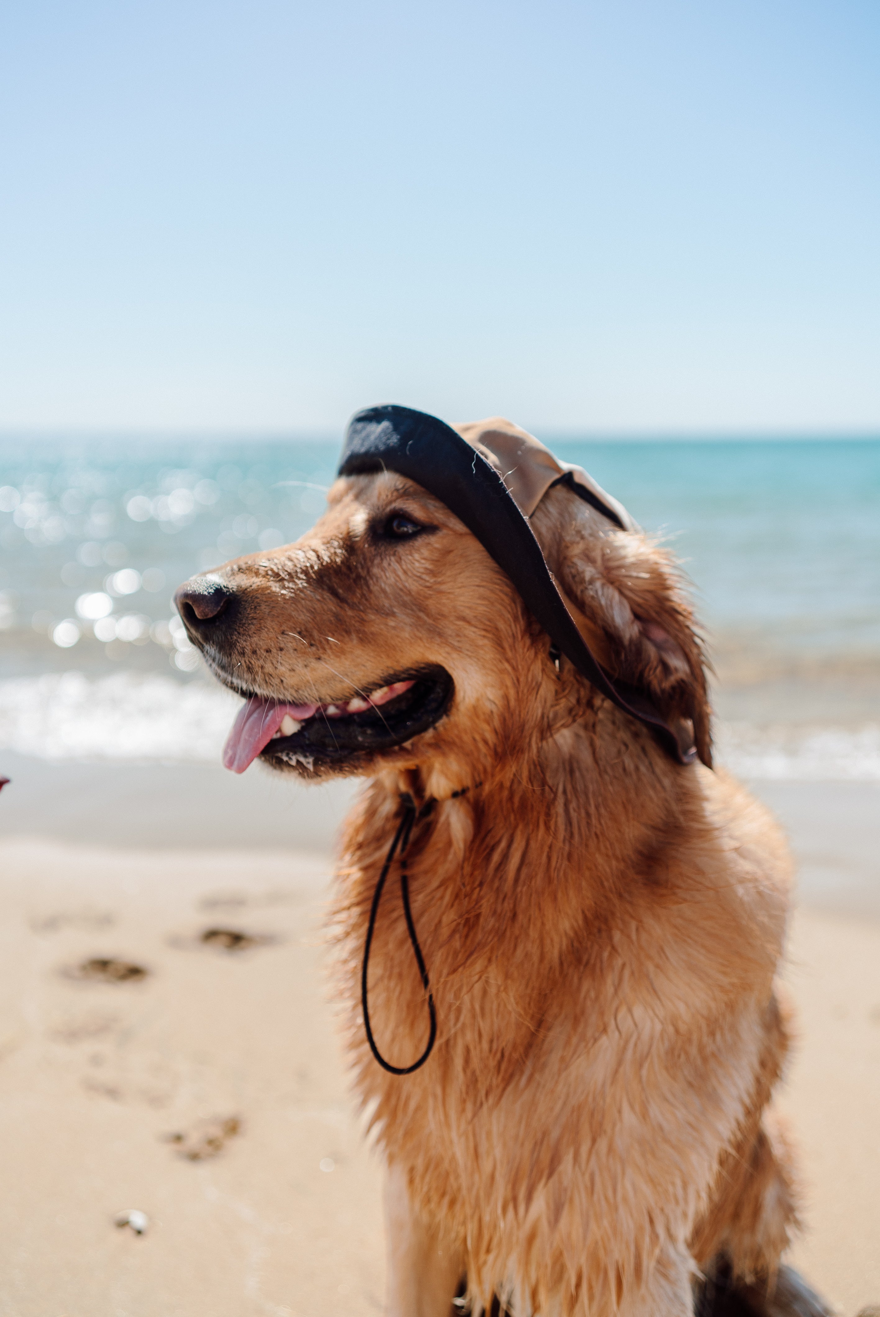 Nude Colorblock Reversible Dog Bucket Hat