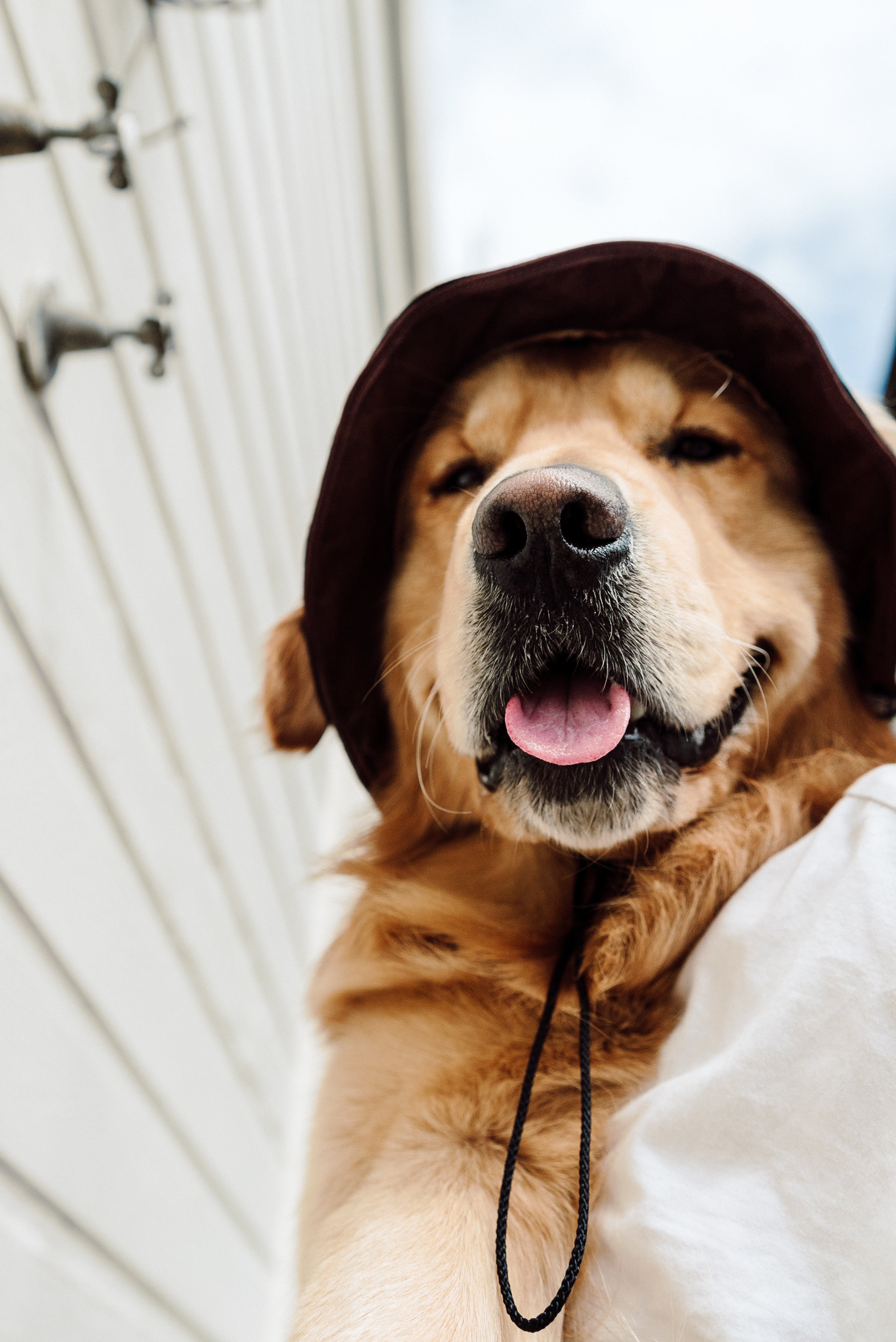 Nude Colorblock Reversible Dog Bucket Hat