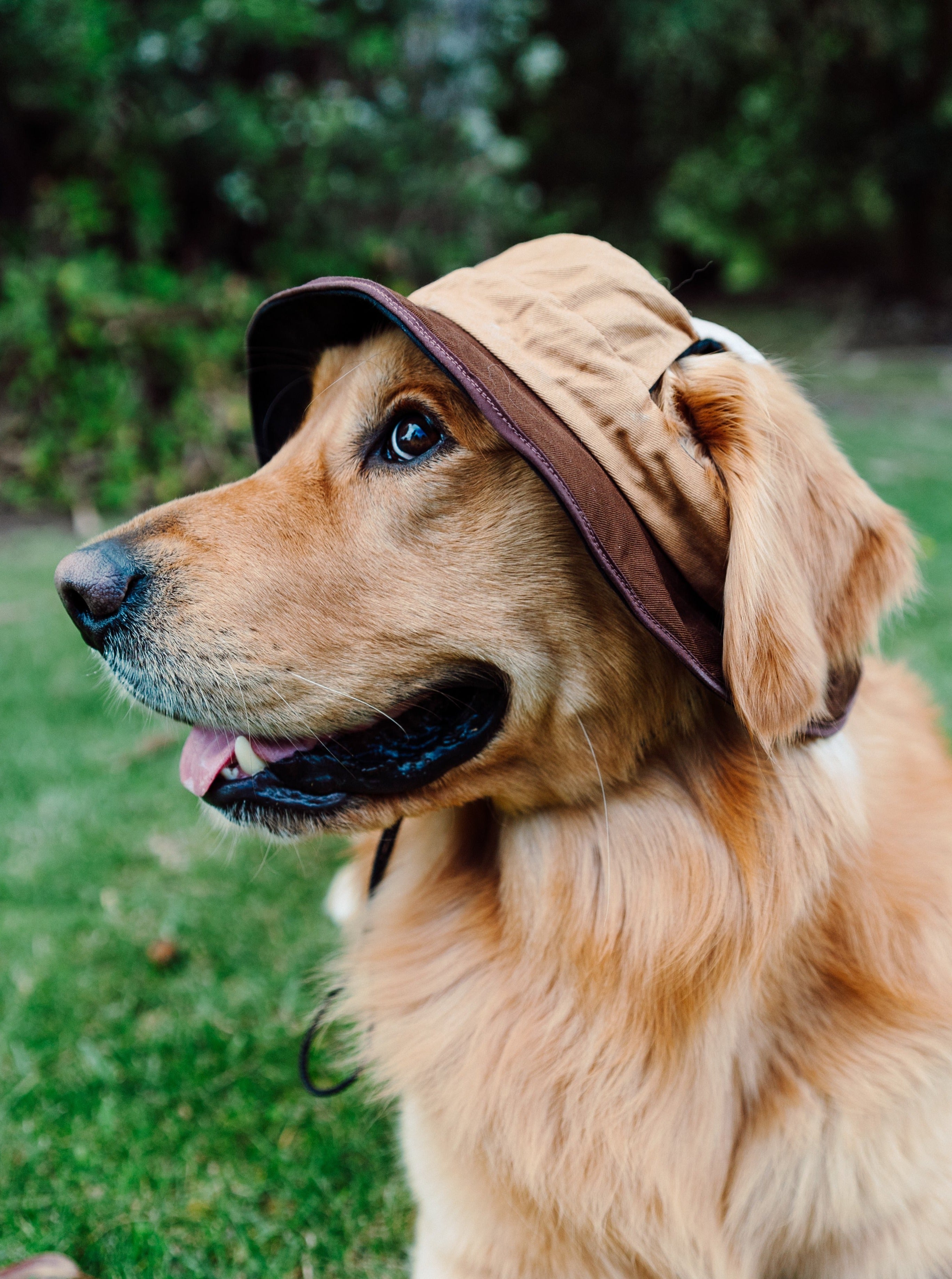 Nude Colorblock Reversible Dog Bucket Hat