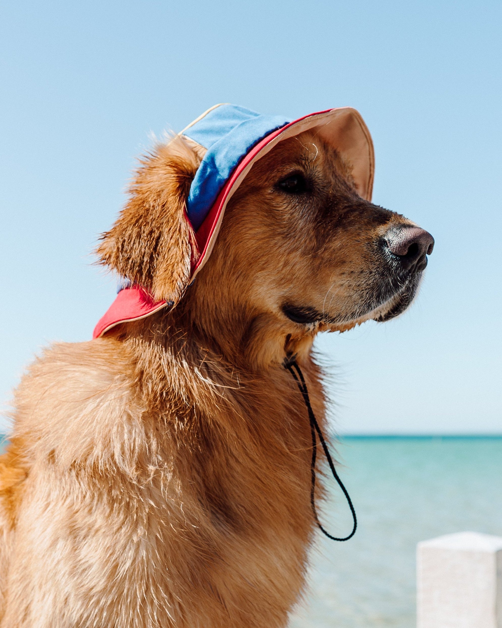 Golden Retriever wearing a blue and red sun hat by the beach, enjoying a sunny day.
