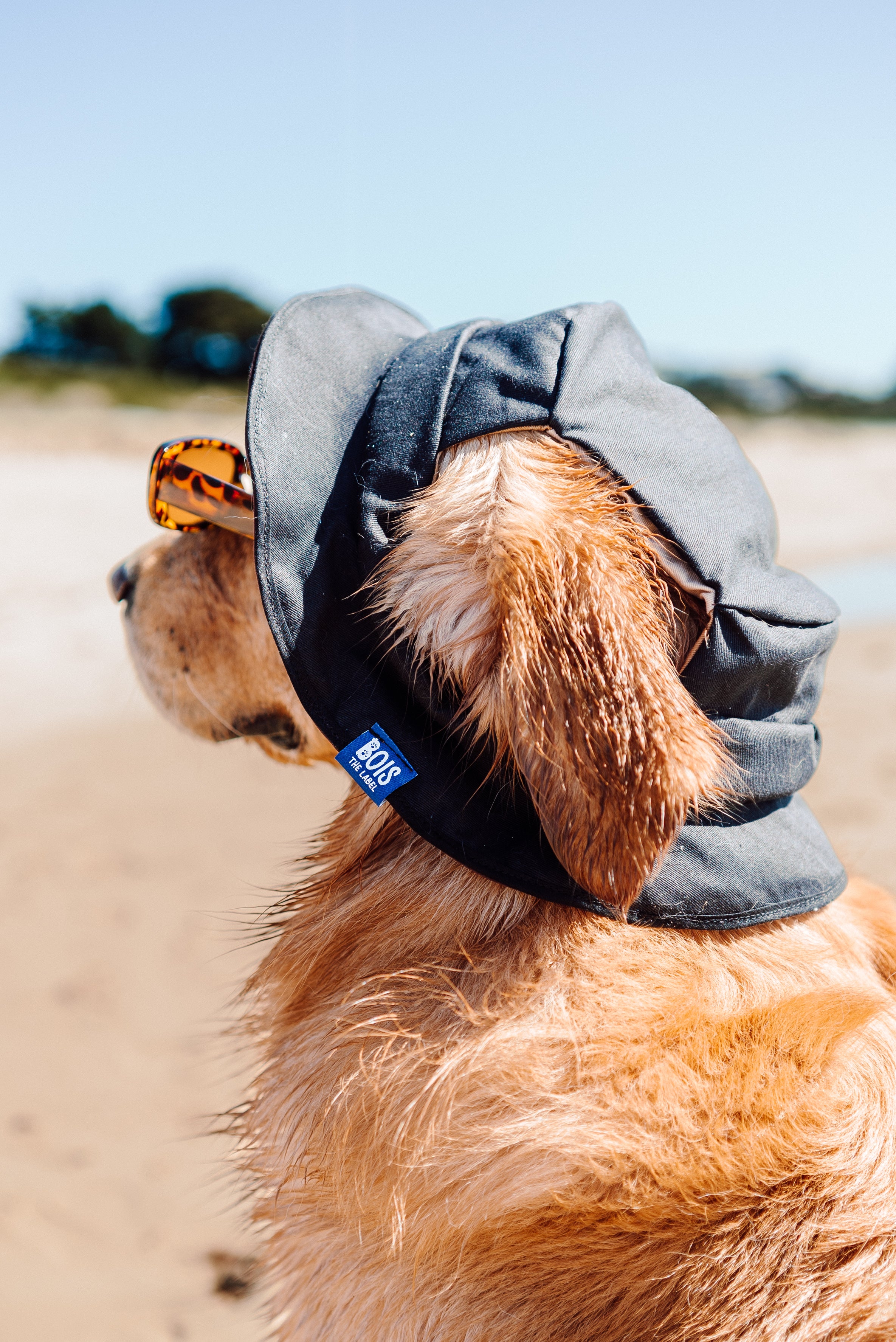 Dogs and outlet hats