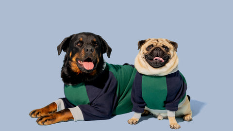 Louis Vuitton Dog Clothing -  Australia