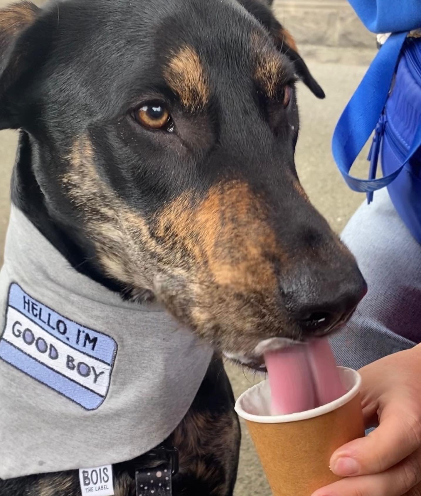 Custom Name Tag Dog Bandana