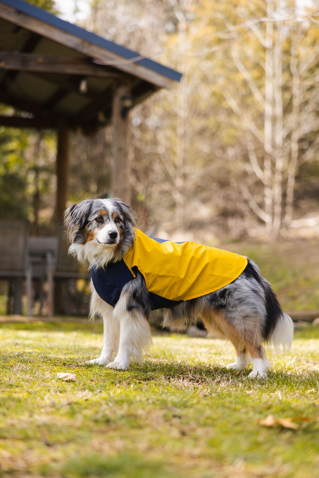 Colorblock Waterproof Dog Raincoat