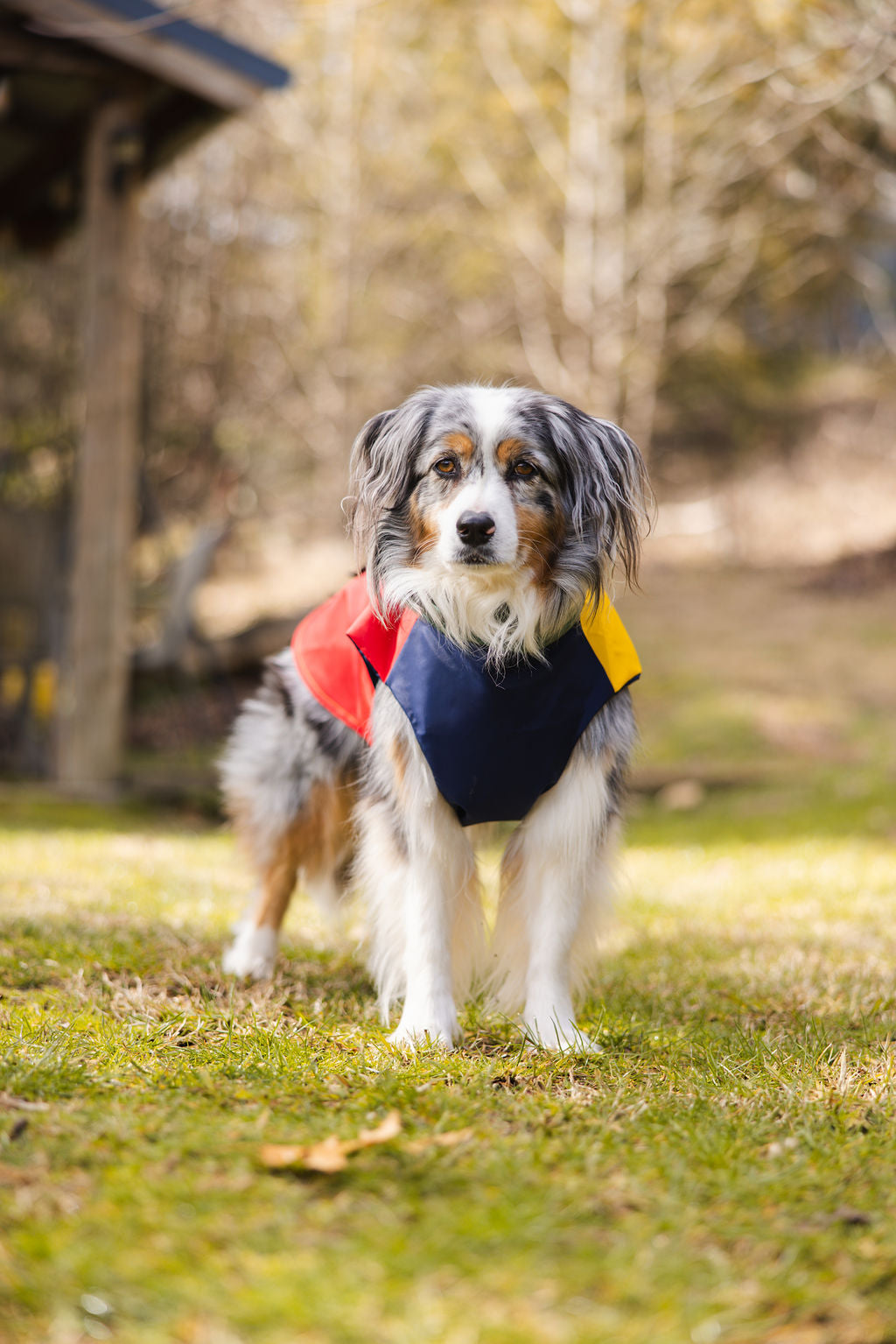 Colorblock Waterproof Dog Raincoat