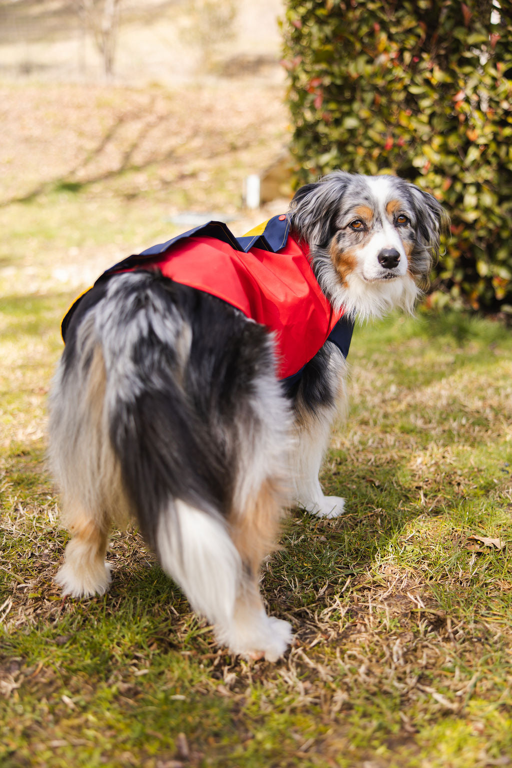 Colorblock Waterproof Dog Raincoat