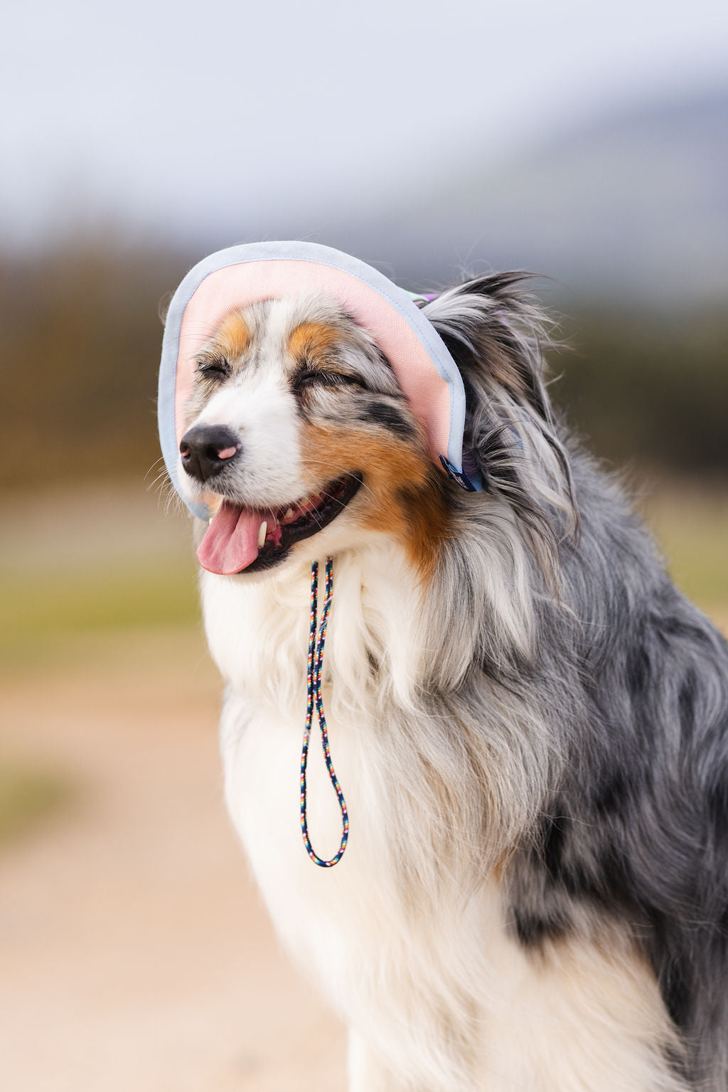 Pastel Spinning Propeller Dog Bucket Hat