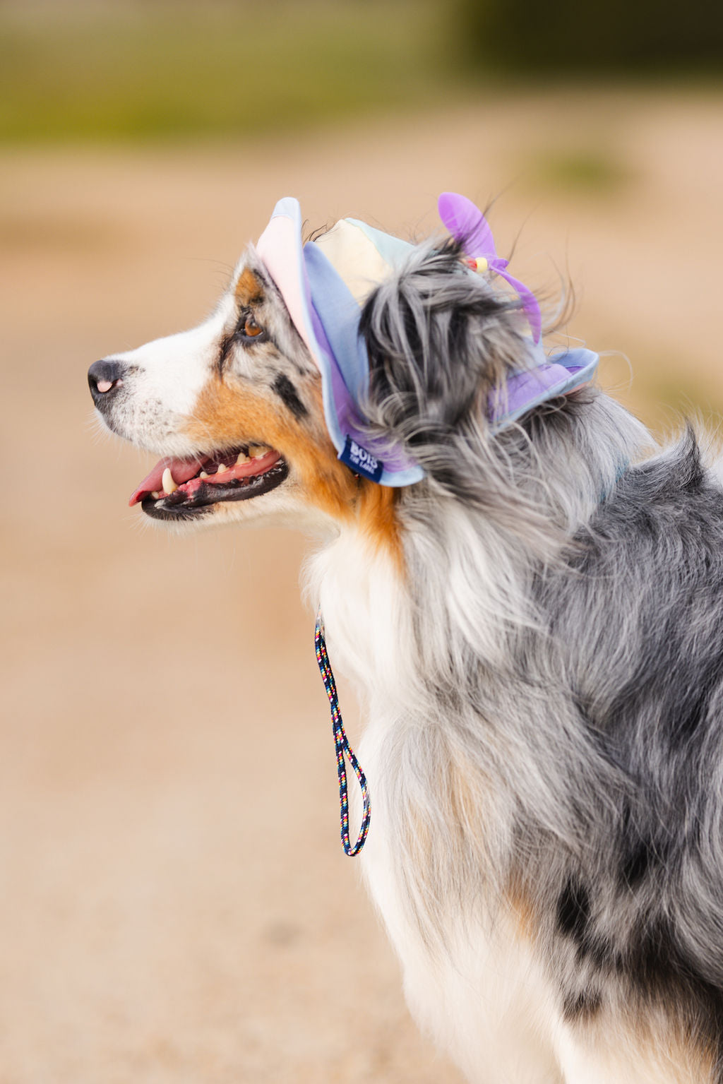 Matching Dog and Owner Pastel Spinning Propeller Hats