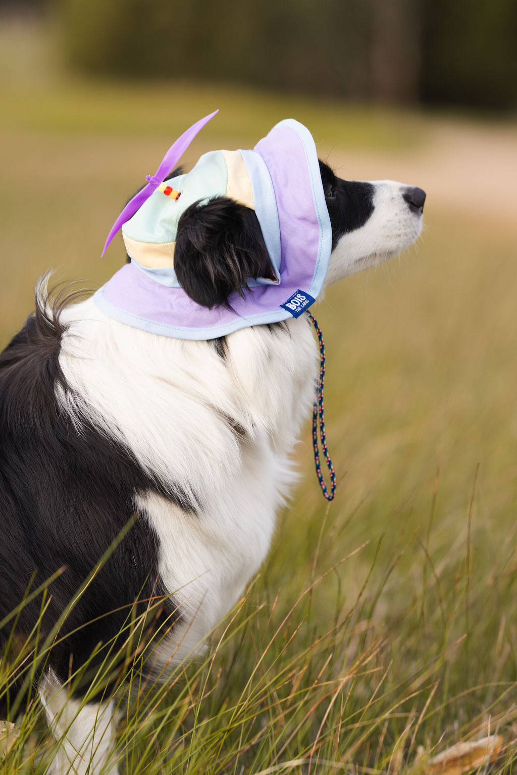 Pastel Spinning Propeller Dog Bucket Hat