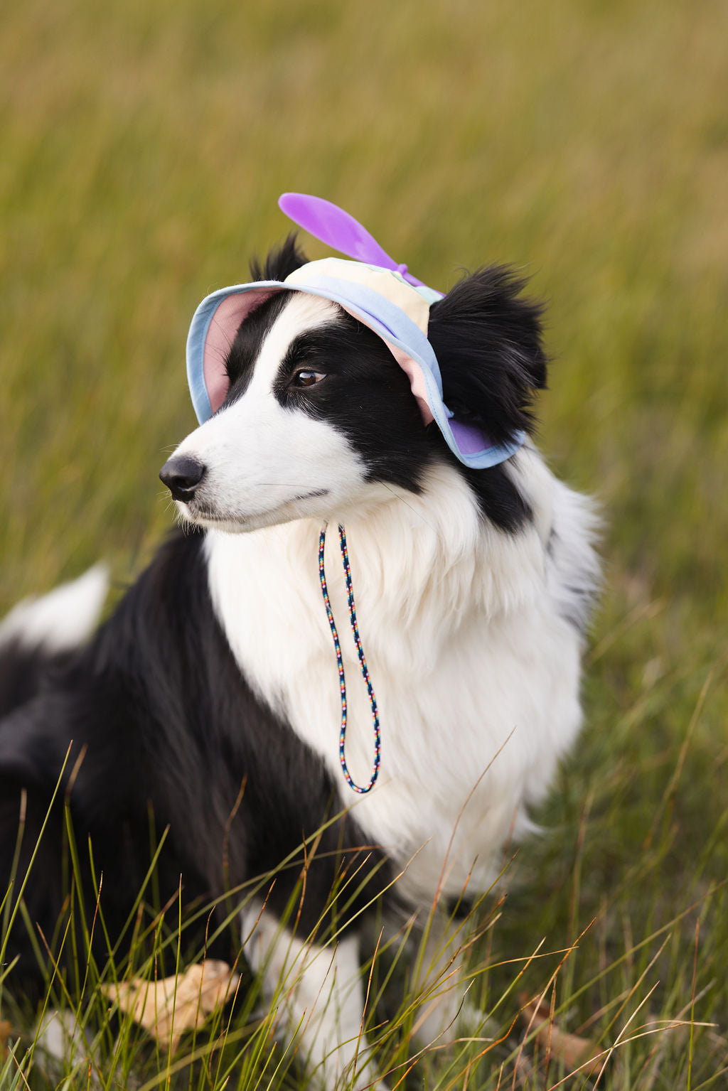 Pastel Spinning Propeller Dog Bucket Hat