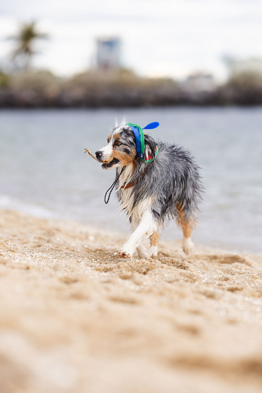 Retro Spinning Propeller Dog Bucket Hat