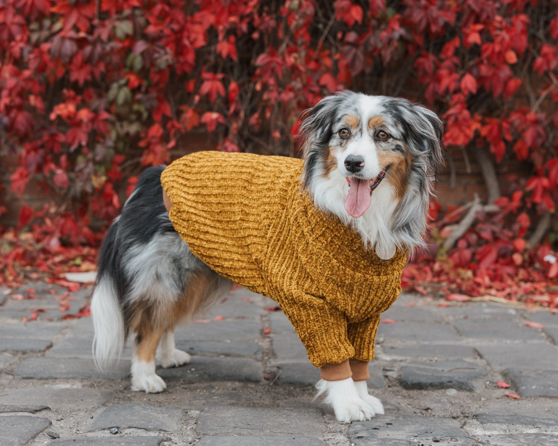 Honey Chenille Dog Turtleneck