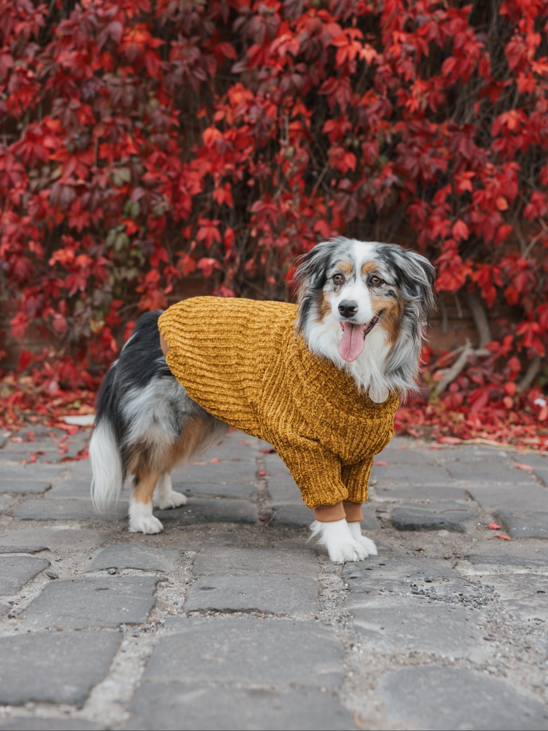 Honey Chenille Dog Turtleneck