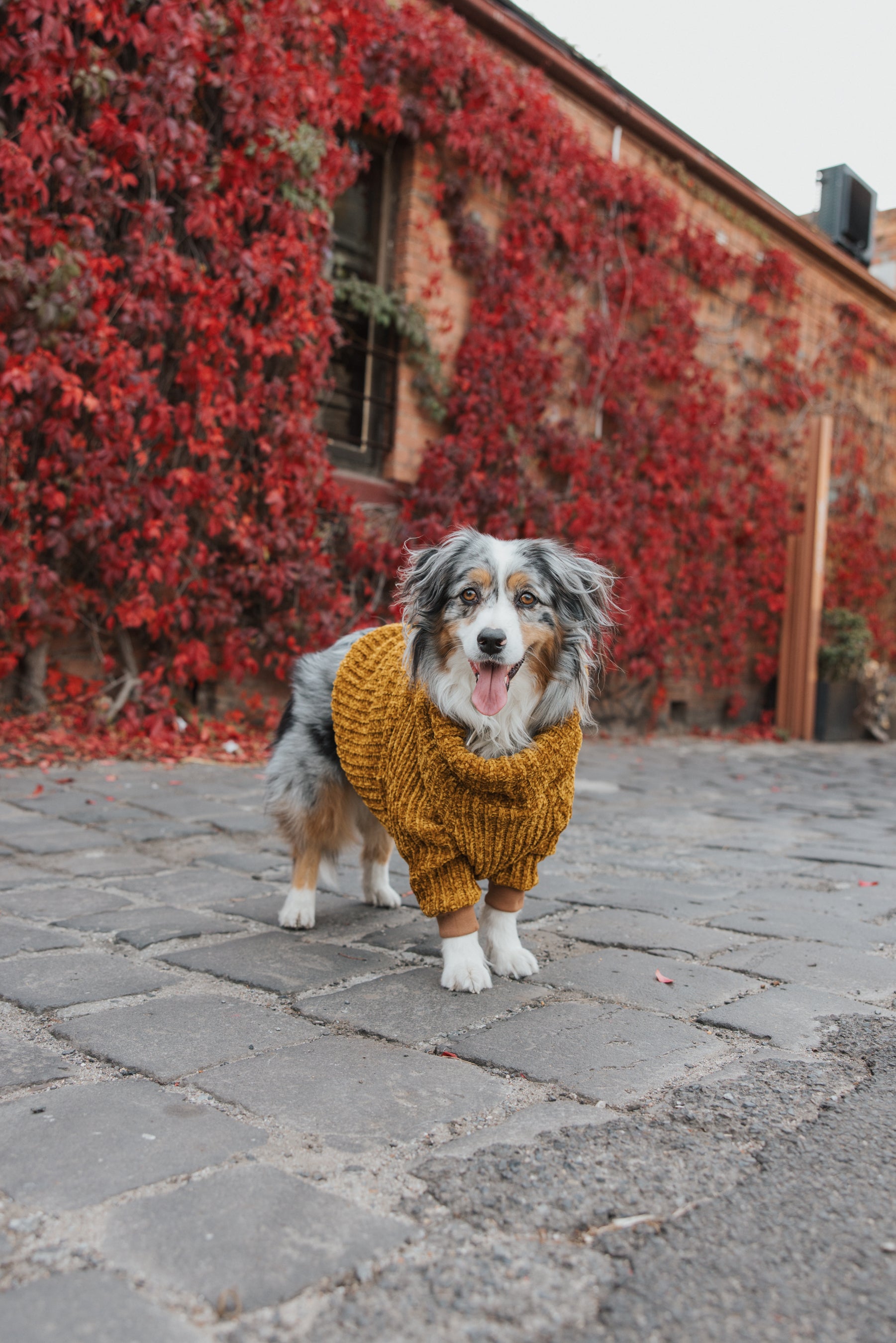 Honey Chenille Dog Turtleneck