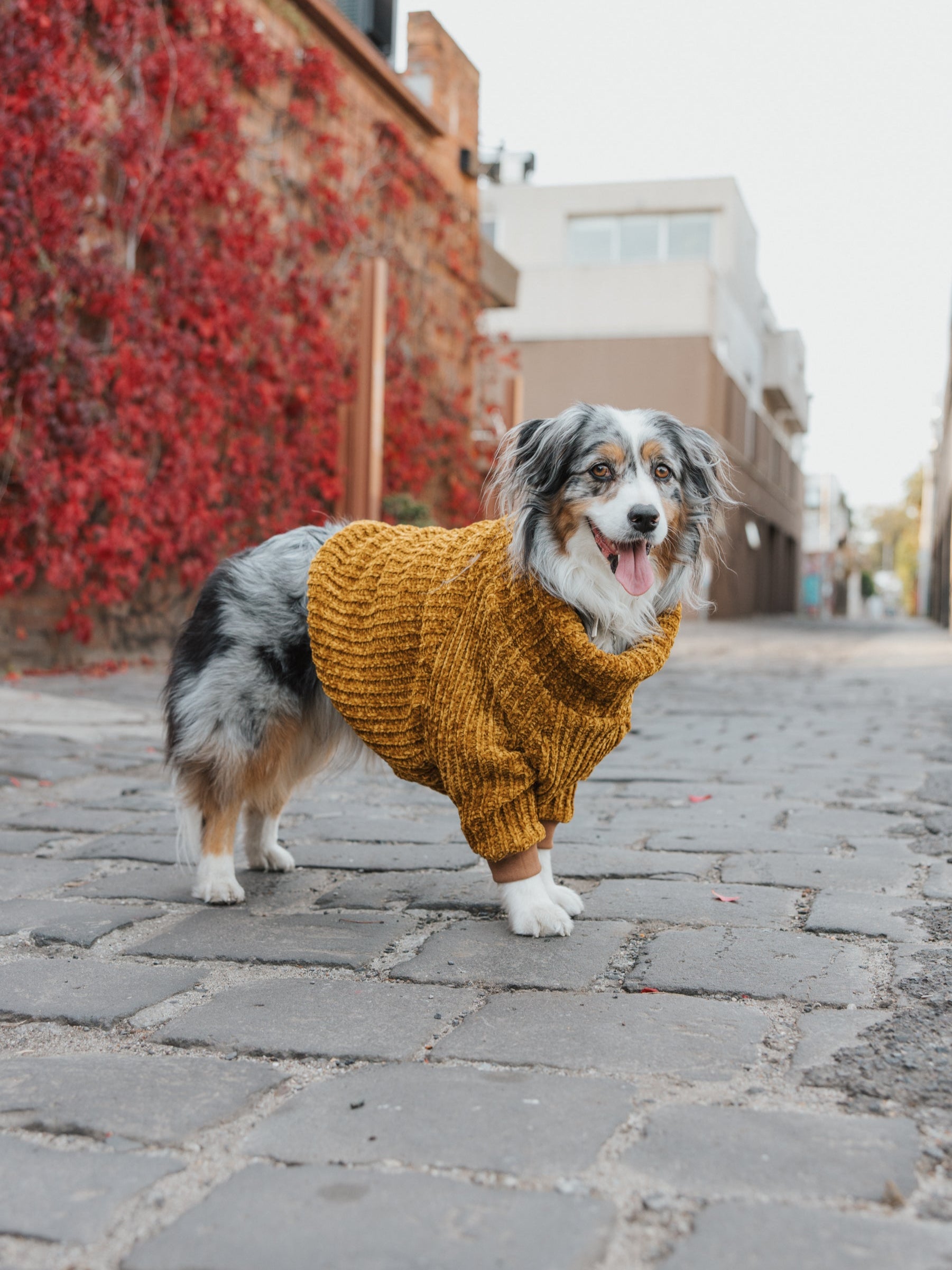Honey Chenille Dog Turtleneck - Main Image