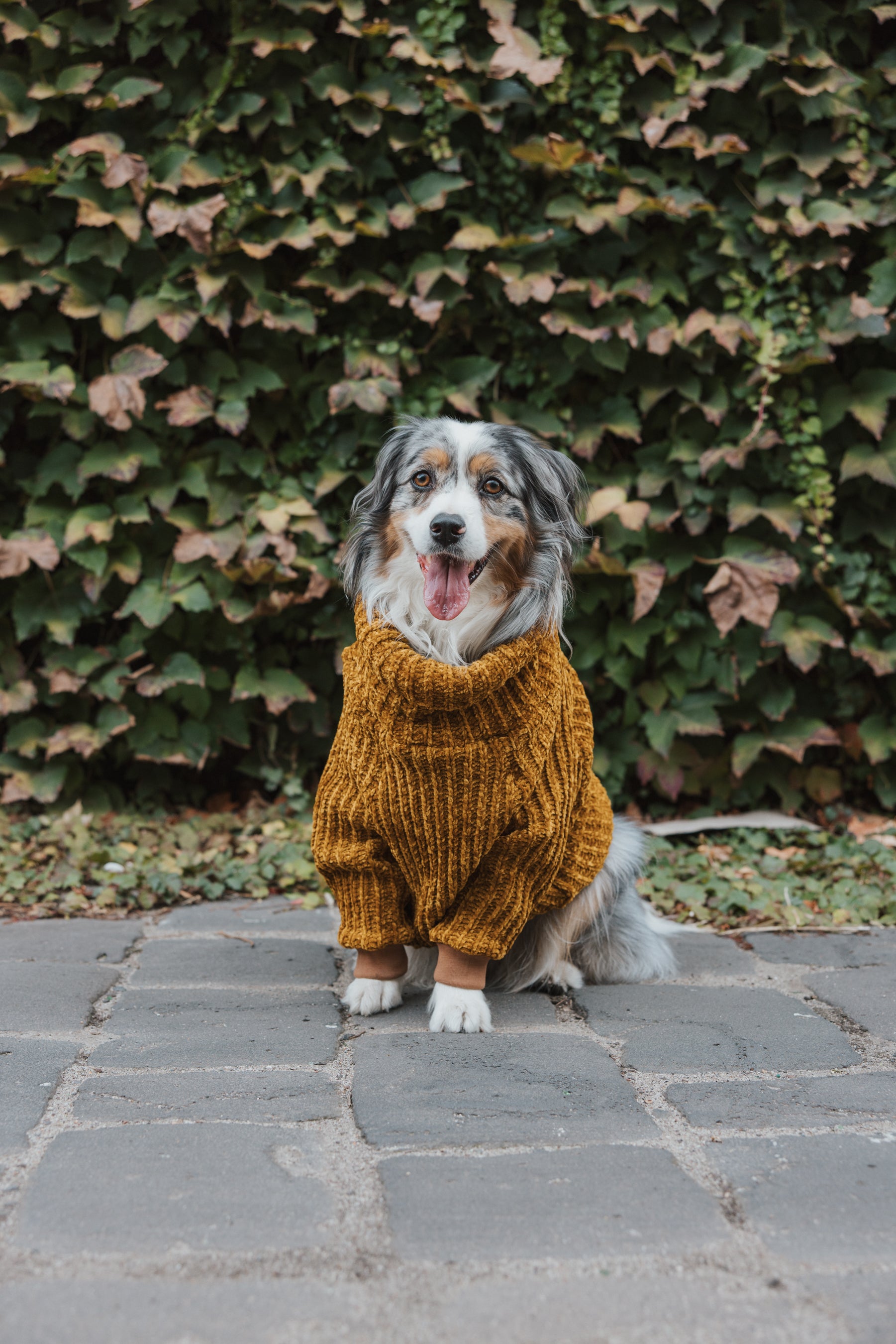 Honey Chenille Dog Turtleneck