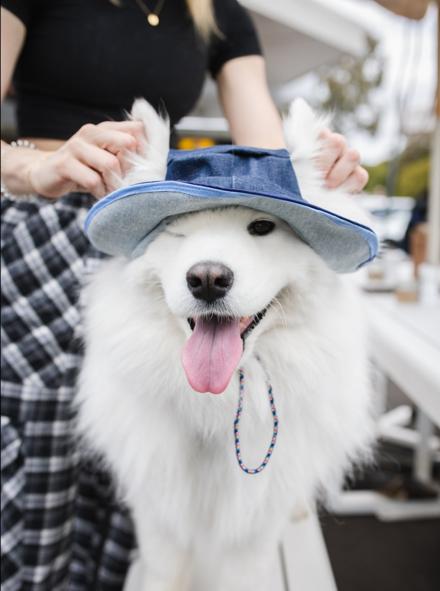 Denim Dog Bucket Hat