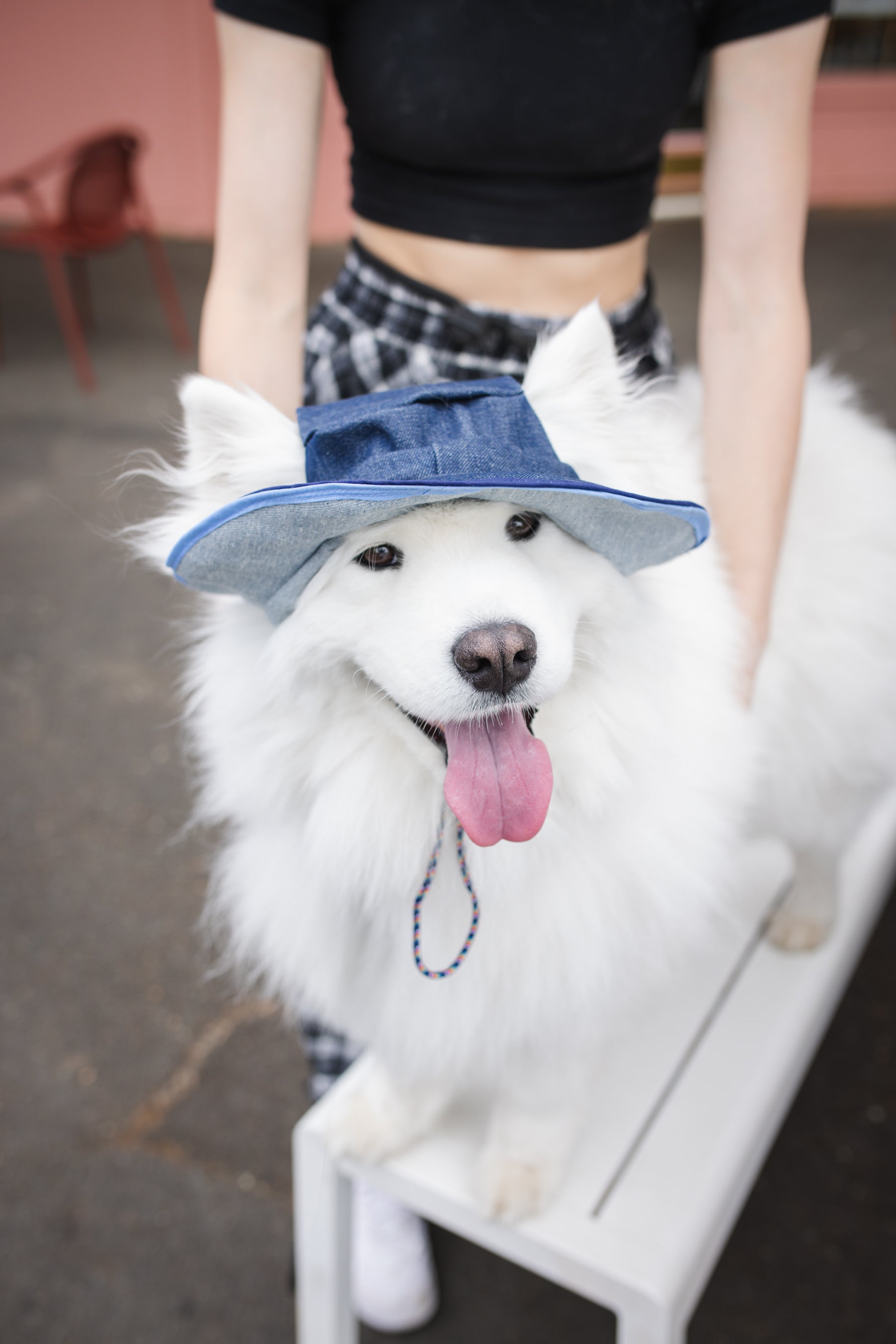 Denim Dog Reversible Bucket Hat