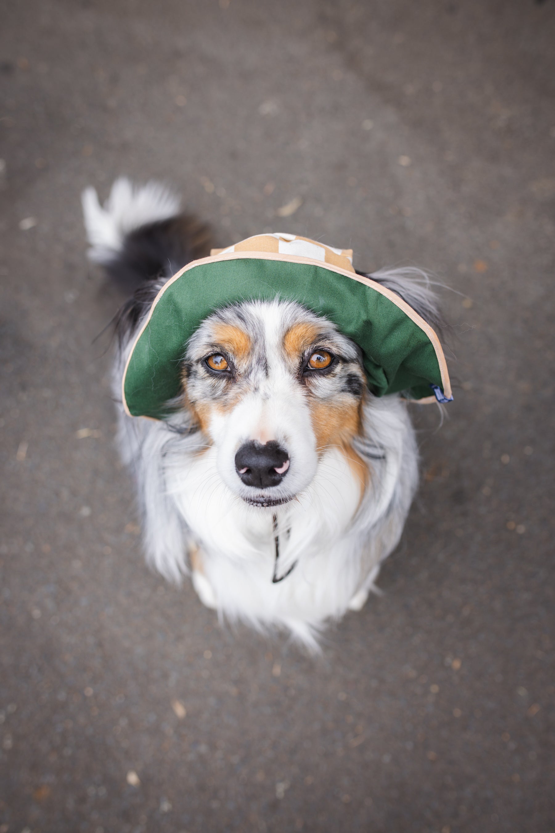 Checker Dog Reversible Bucket Hat