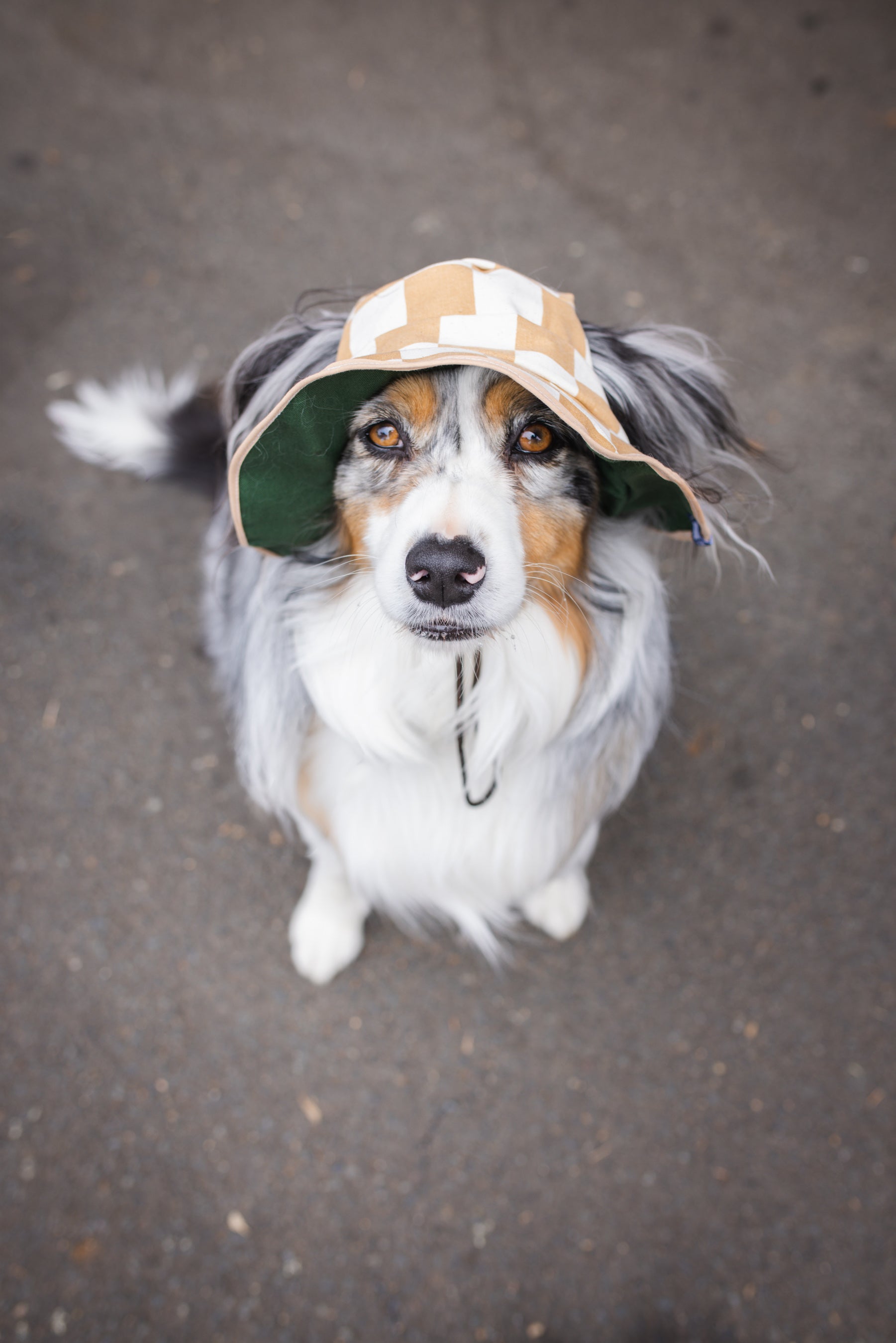 Checker Dog Reversible Bucket Hat