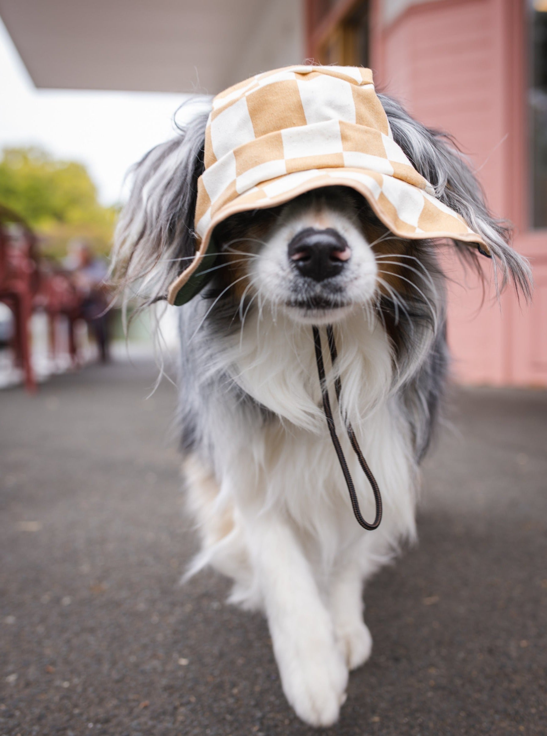 Checker Dog Reversible Bucket Hat
