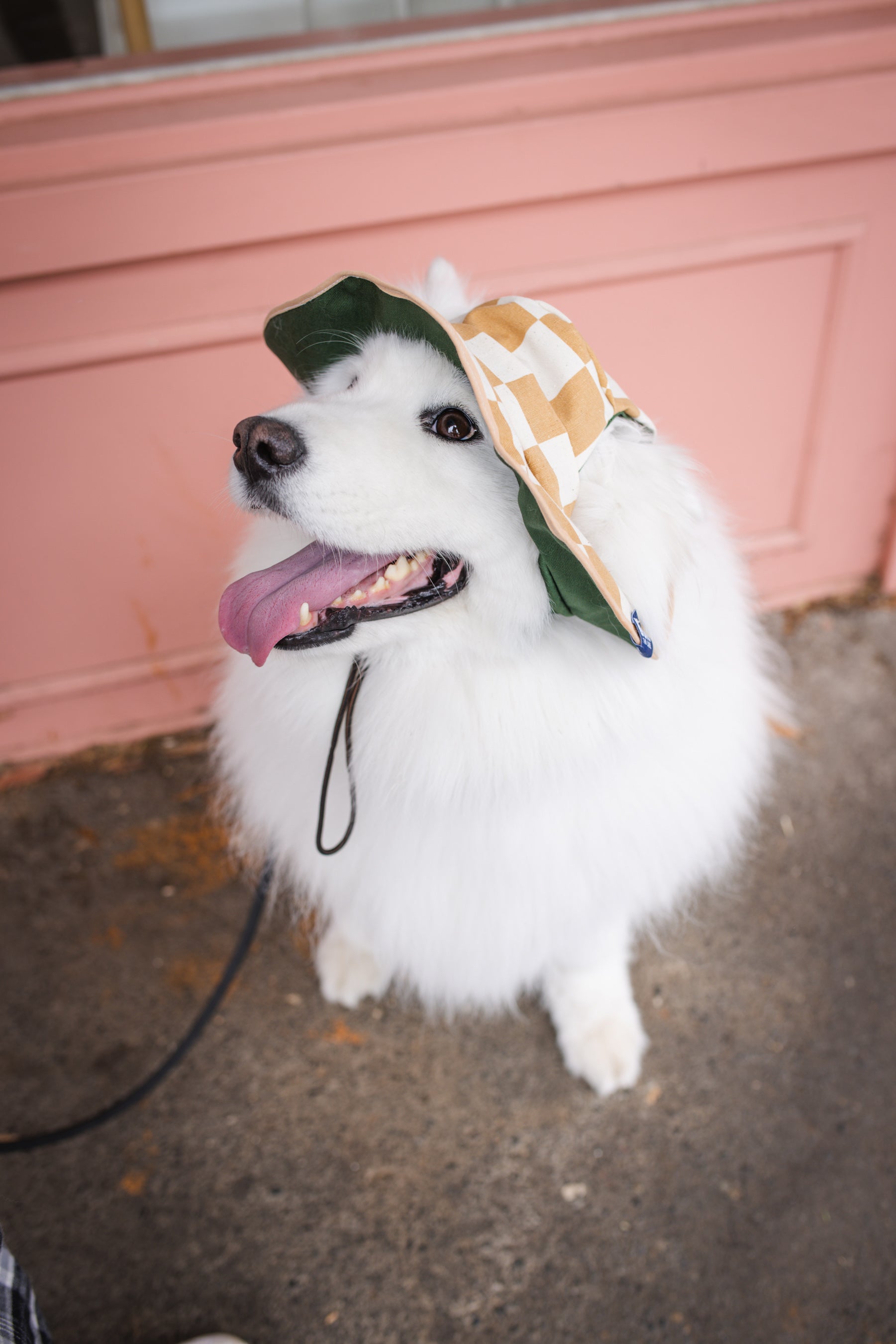 Checker Dog Bucket Hat