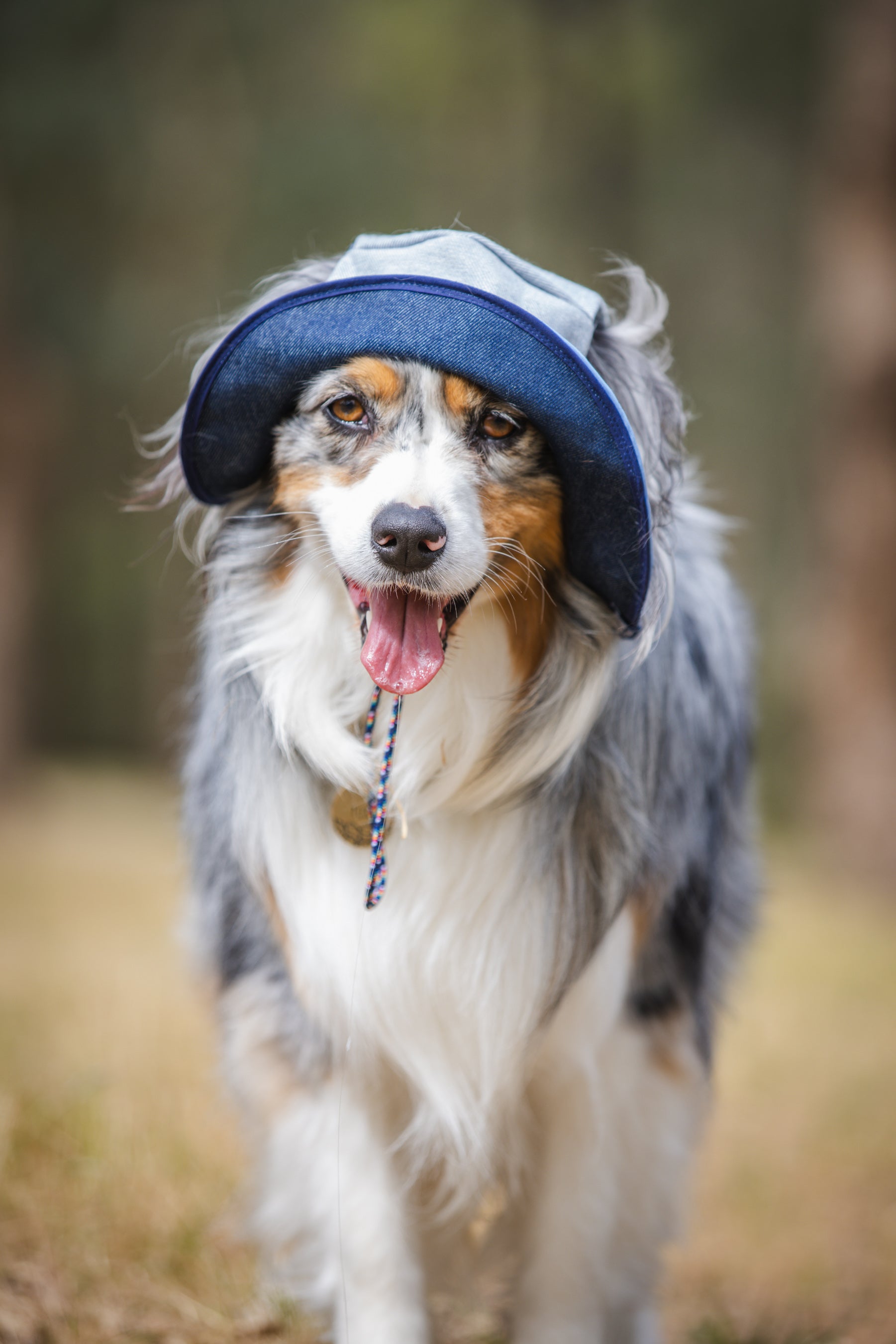 Denim Dog Bucket Hat