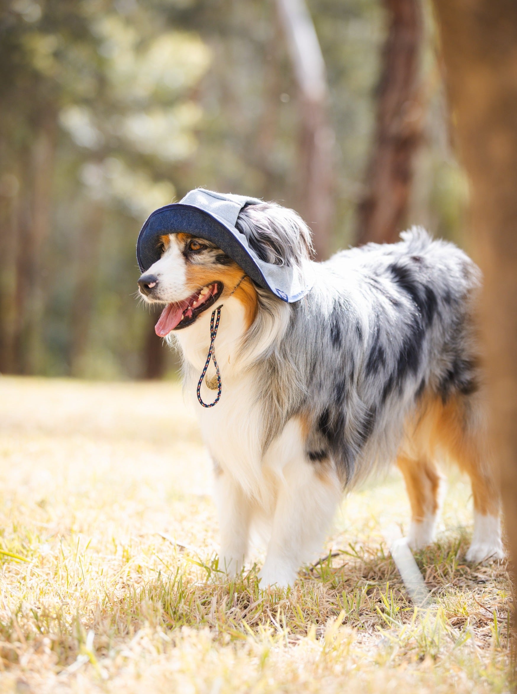 Denim Dog Reversible Bucket Hat