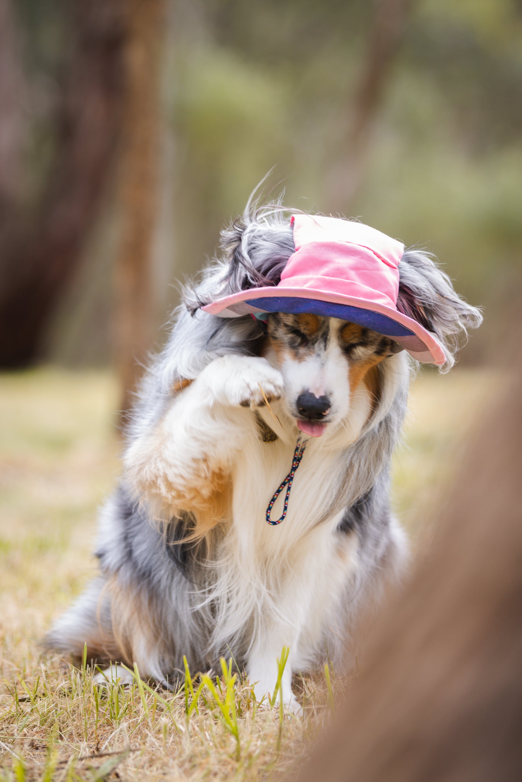 Stripe Dog Bucket Hat