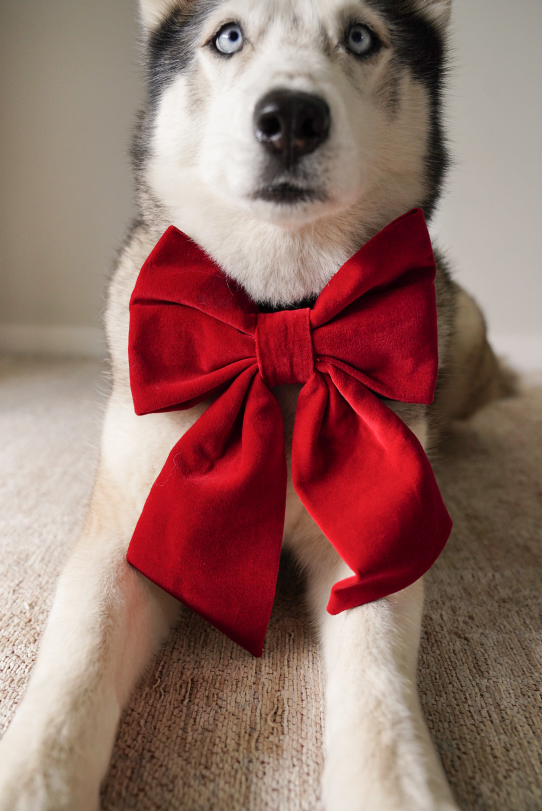 JUMBO Red Cotton Velvet Dog Sailor Bow