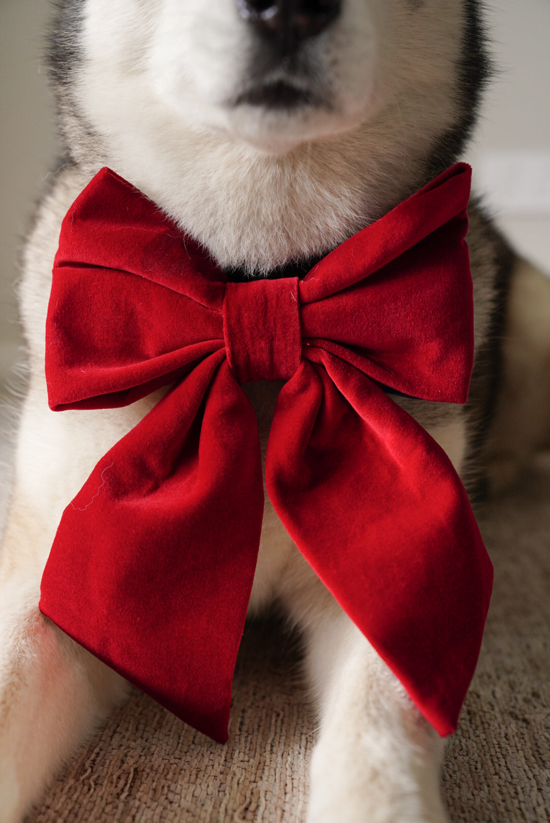 JUMBO Red Cotton Velvet Dog Sailor Bow