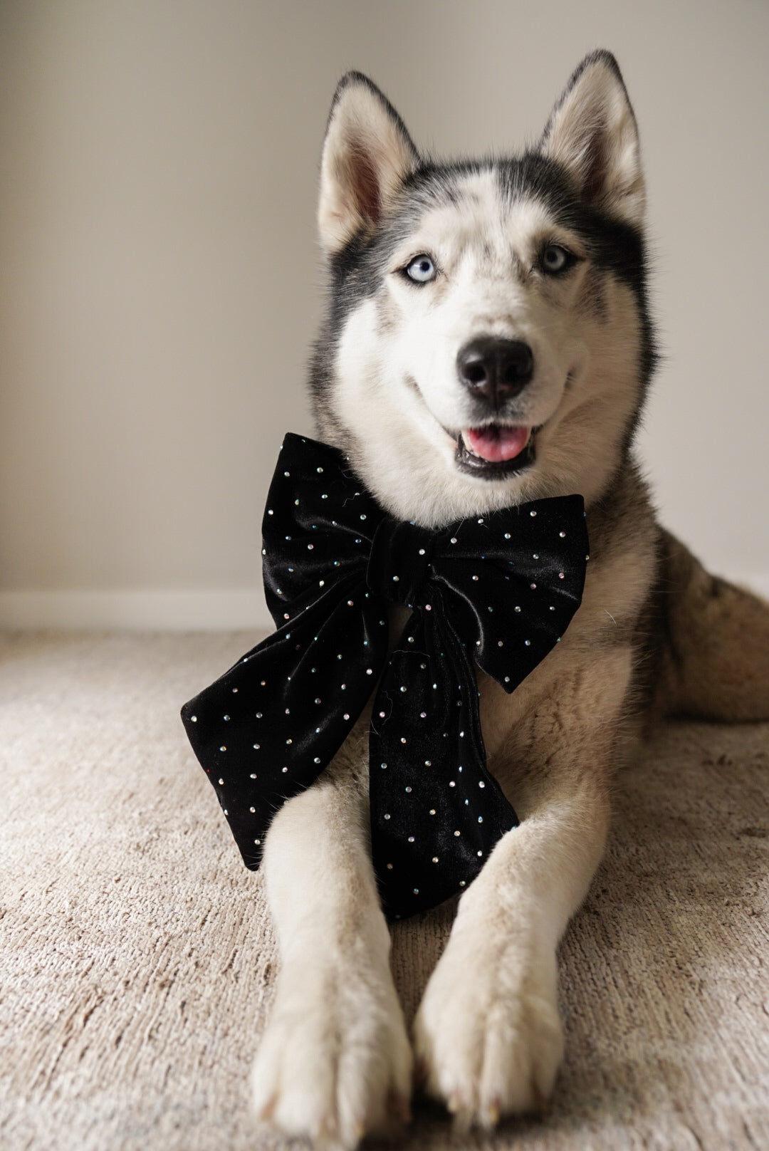 JUMBO Black Rhinestone Velvet Dog Sailor Bow