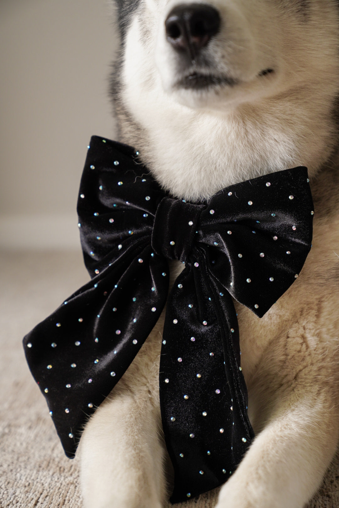 JUMBO Black Rhinestone Velvet Dog Sailor Bow