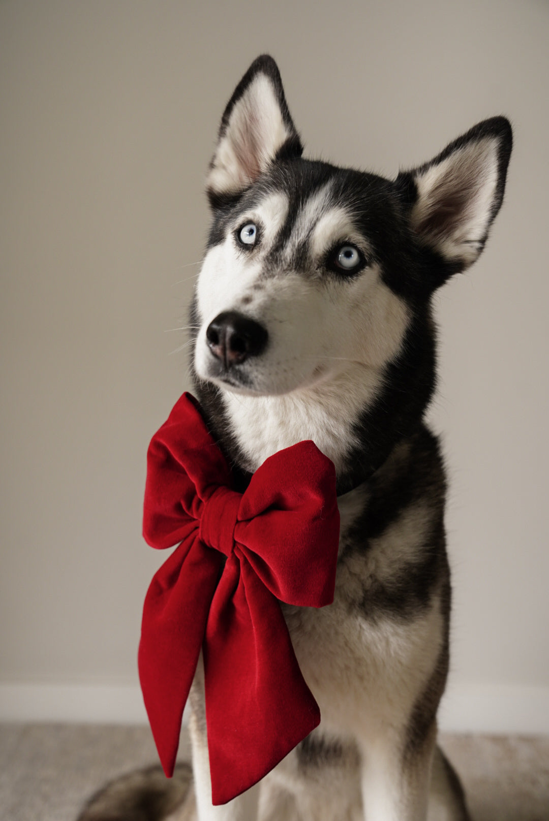 JUMBO Red Cotton Velvet Dog Sailor Bow