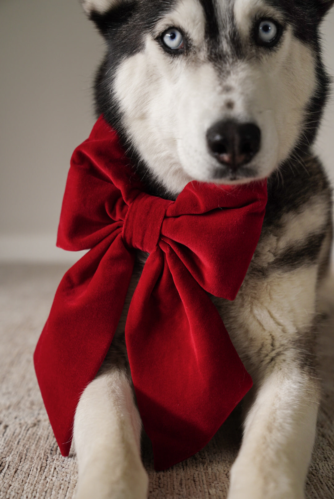 JUMBO Red Cotton Velvet Dog Sailor Bow