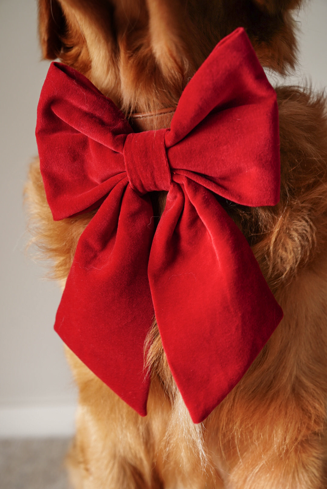 JUMBO Red Cotton Velvet Dog Sailor Bow