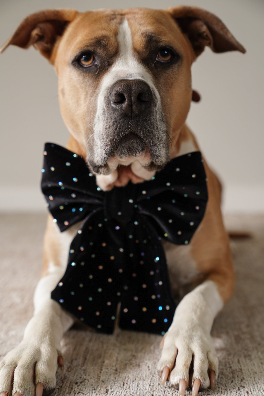 JUMBO Black Rhinestone Velvet Dog Sailor Bow