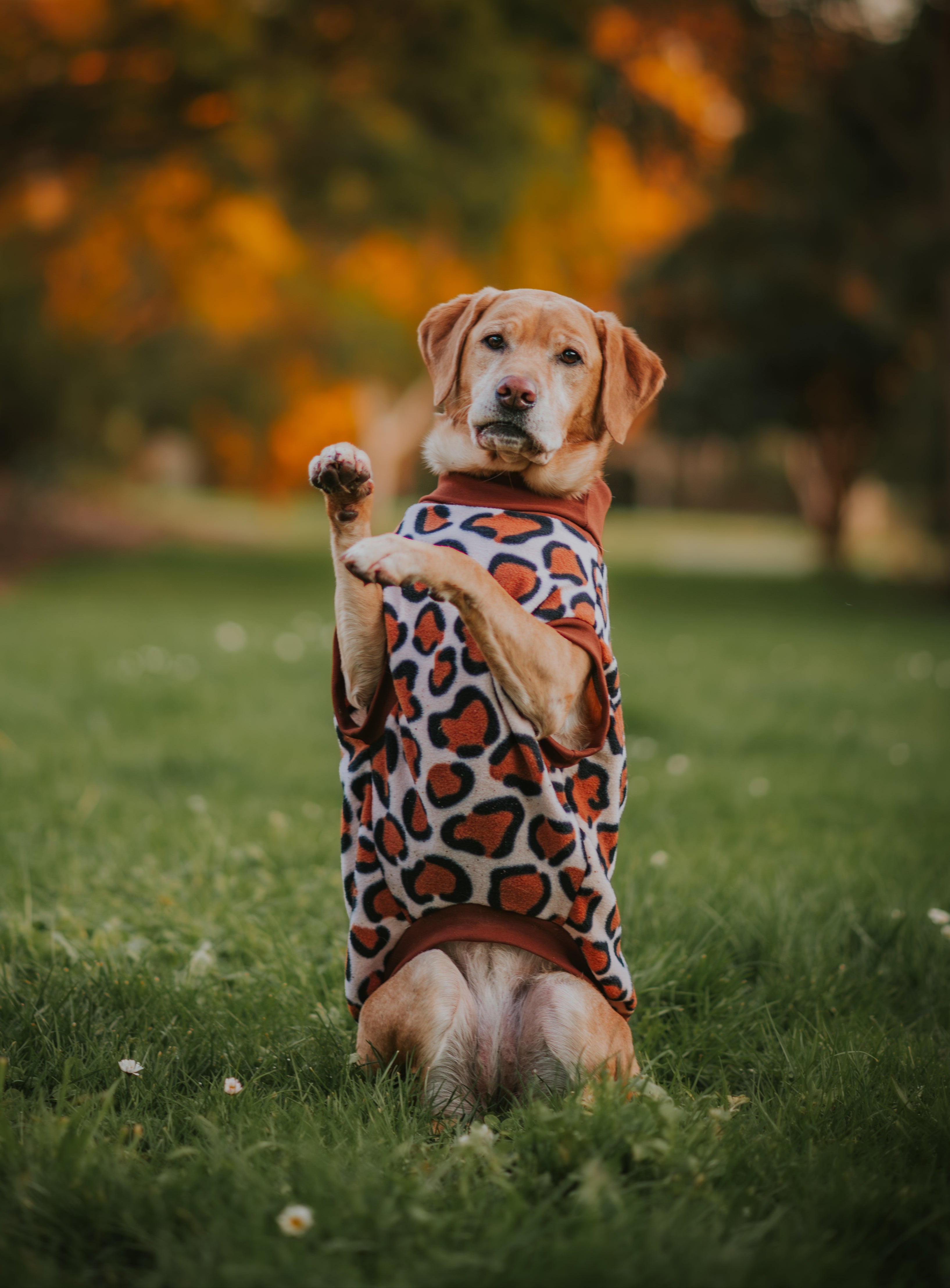 Leopard Print Sleeveless Dog Jumper