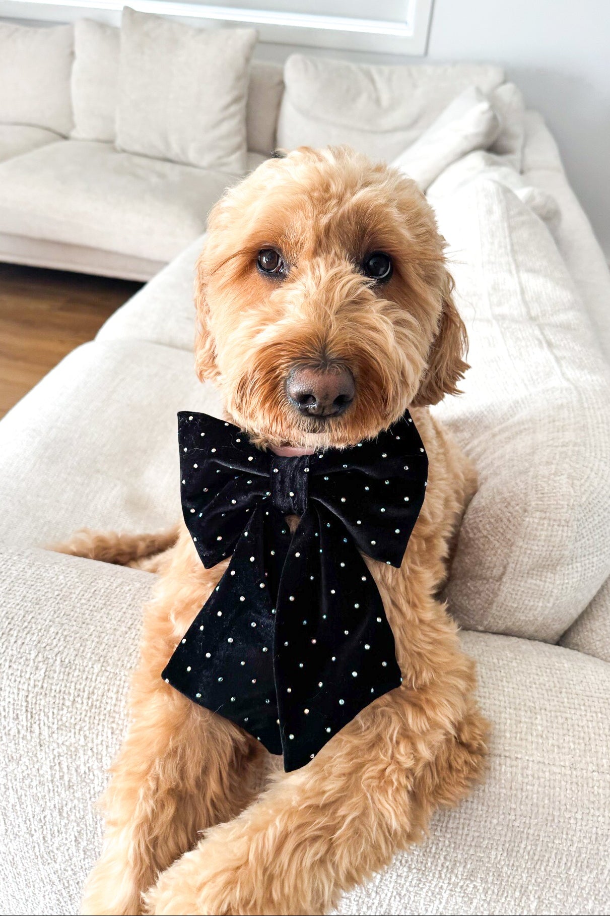 Dog wearing a black rhinestone bow tie sitting on a beige couch.