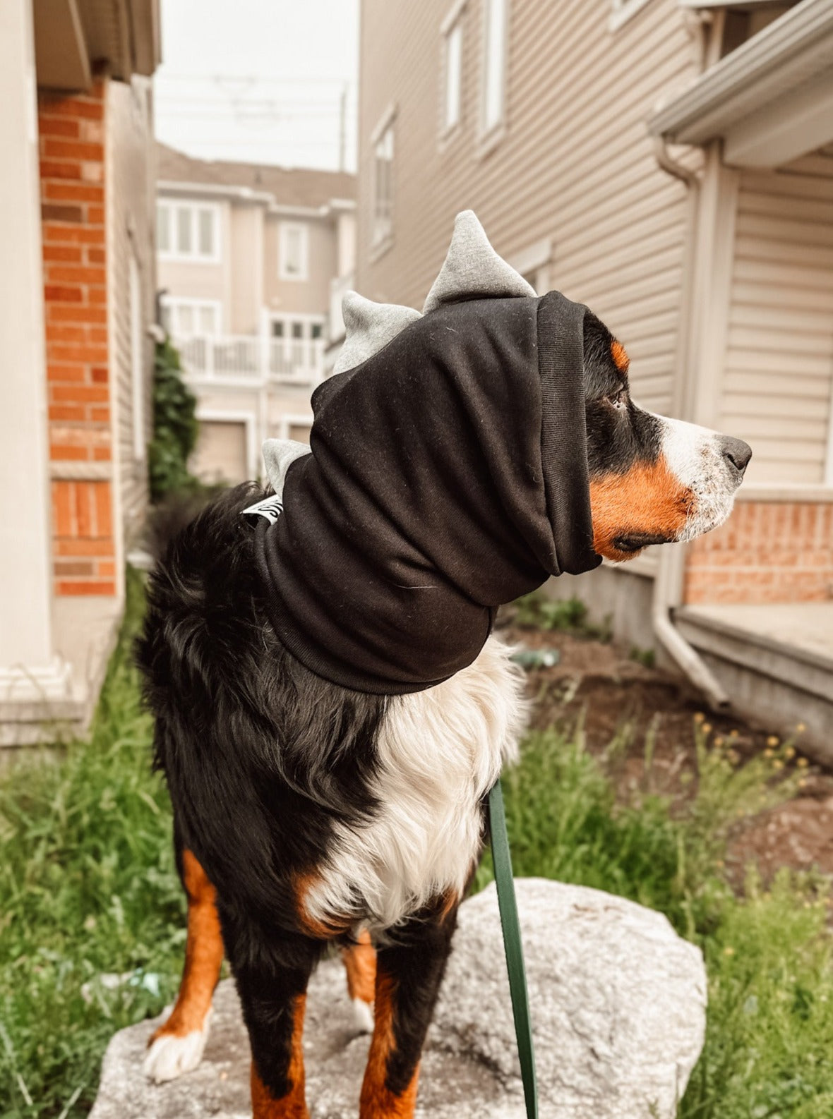 Black Dinosaur Snood Dog Costume