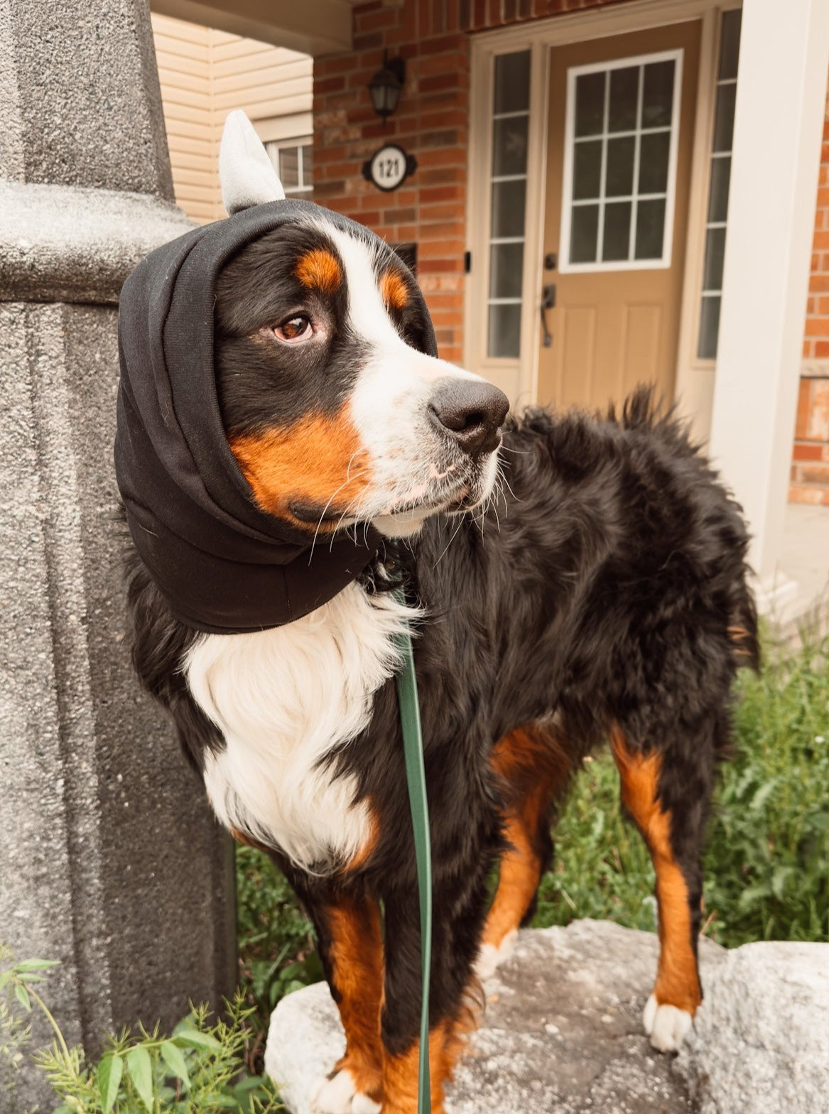 Black Dinosaur Snood Dog Costume