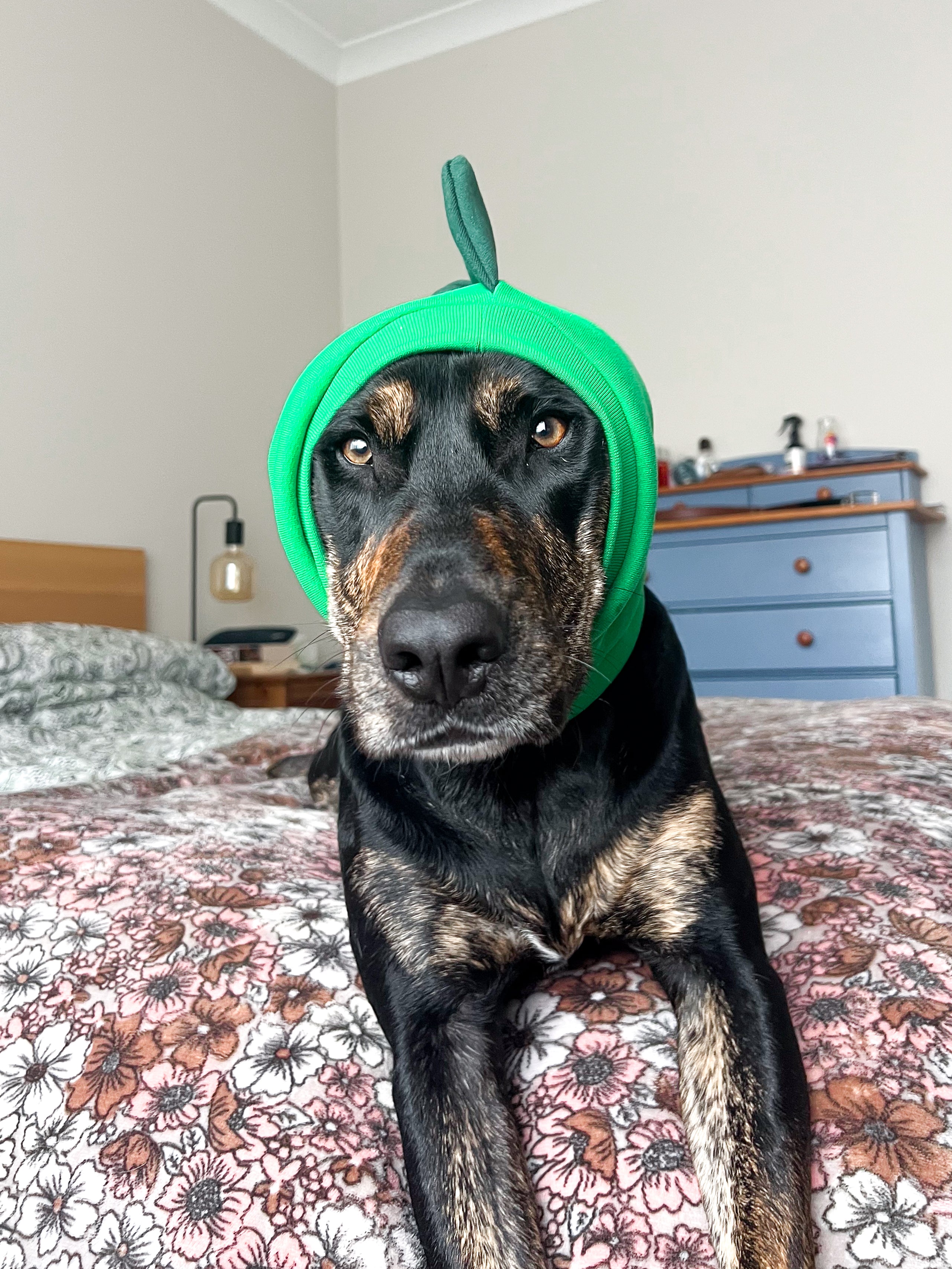Green Dinosaur Snood Dog Costume