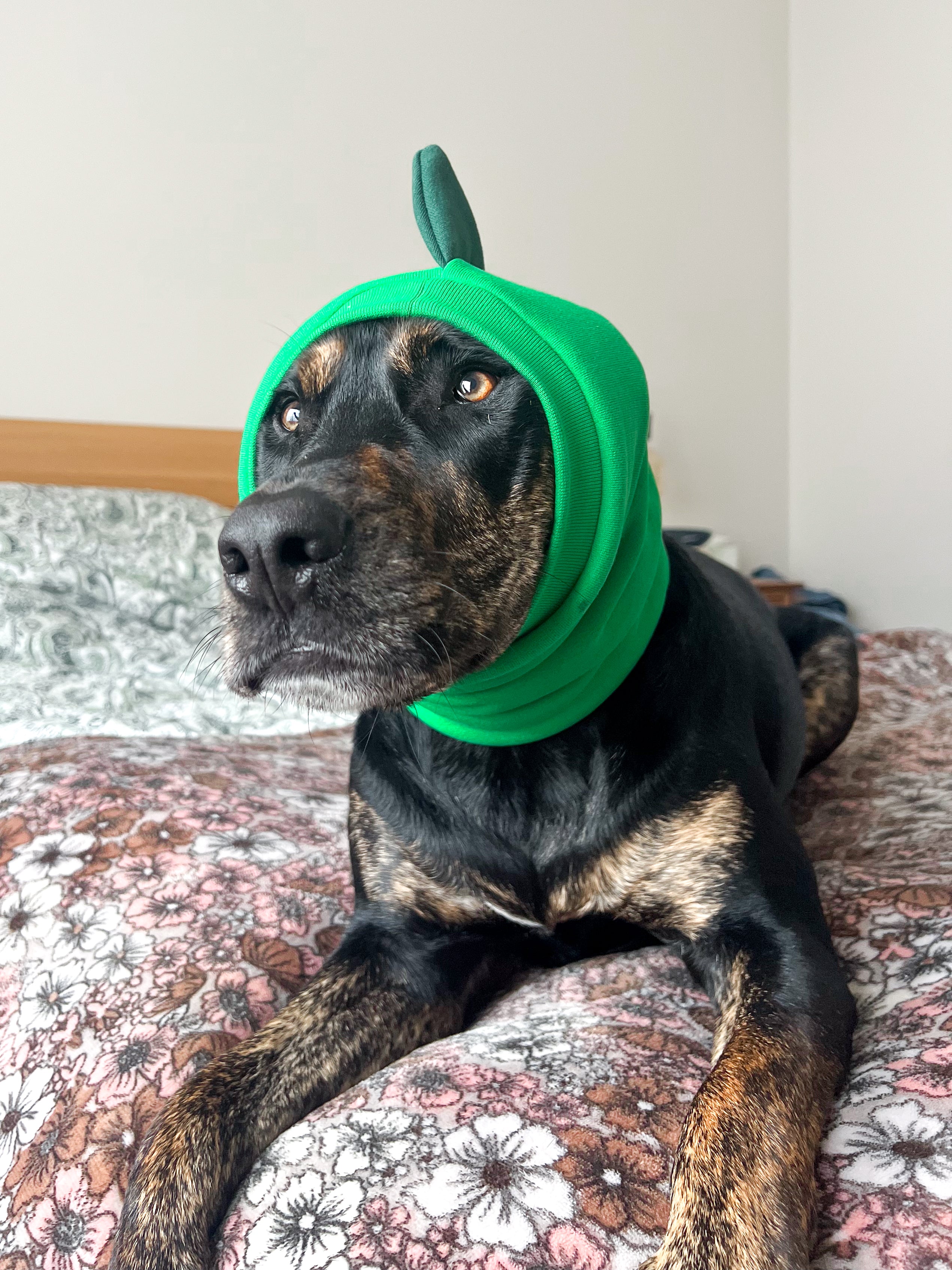 Green Dinosaur Snood Dog Costume