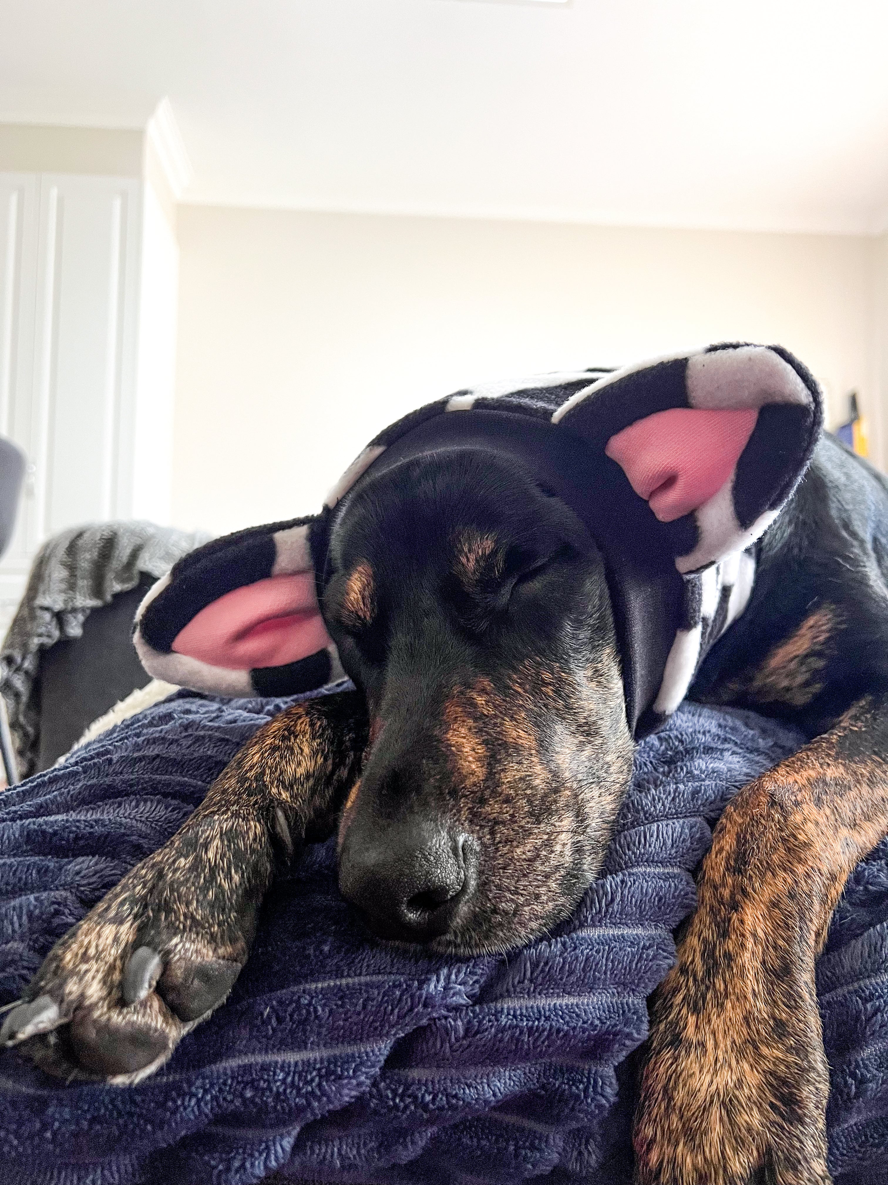 Cow Snood Dog Costume