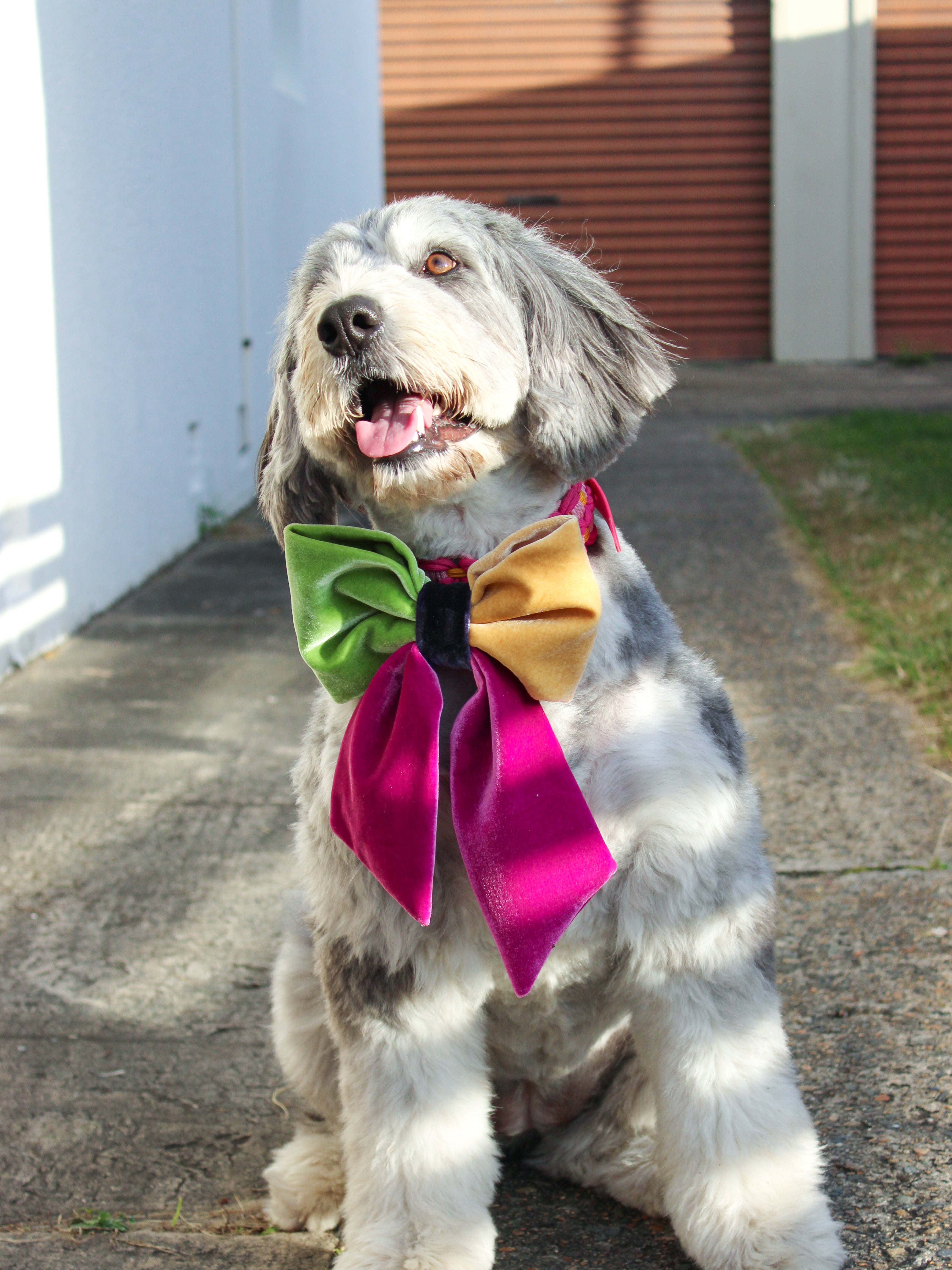 JUMBO Multicolor Velvet Dog Sailor Bow